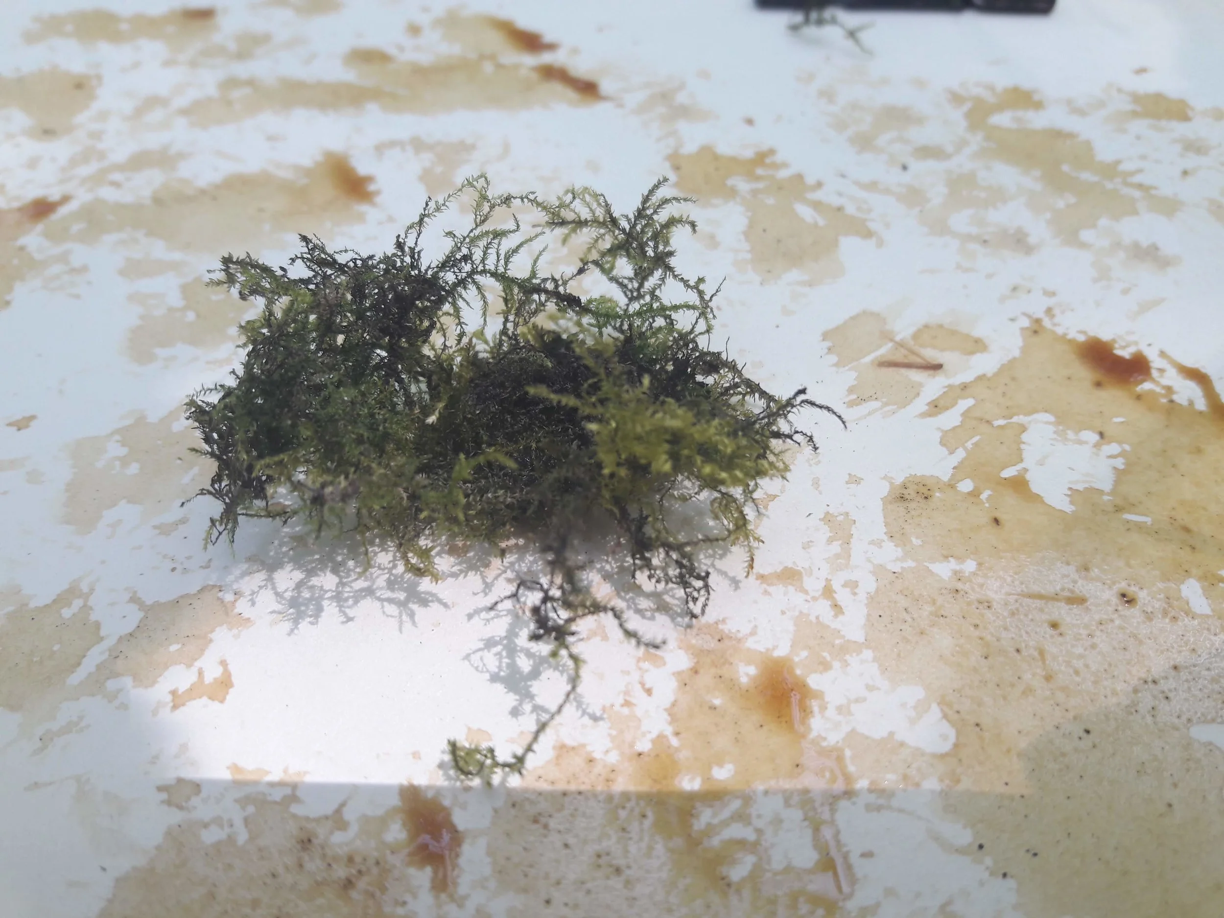 Moss sponge :)