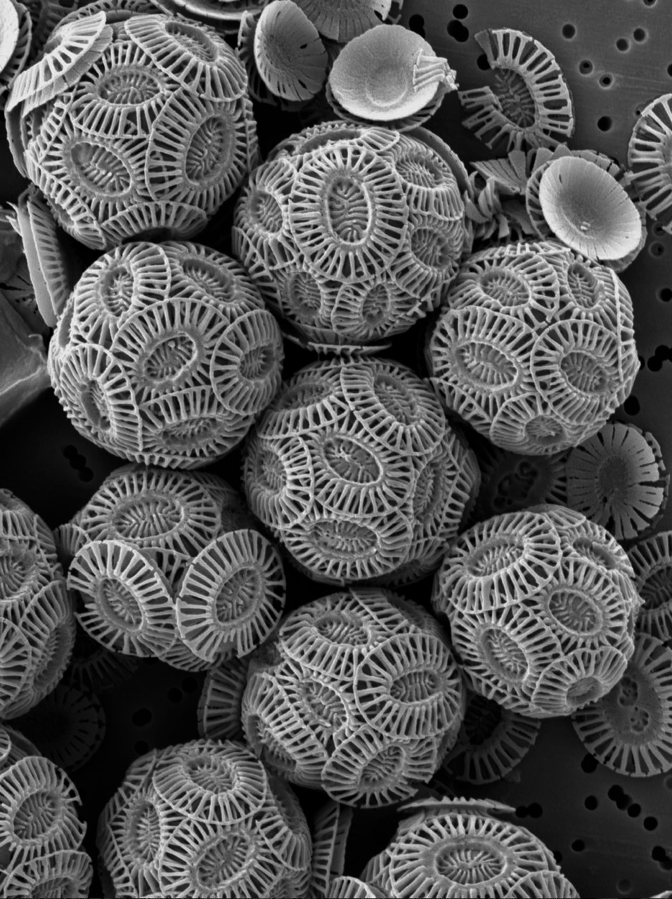 Chalk skeletons
