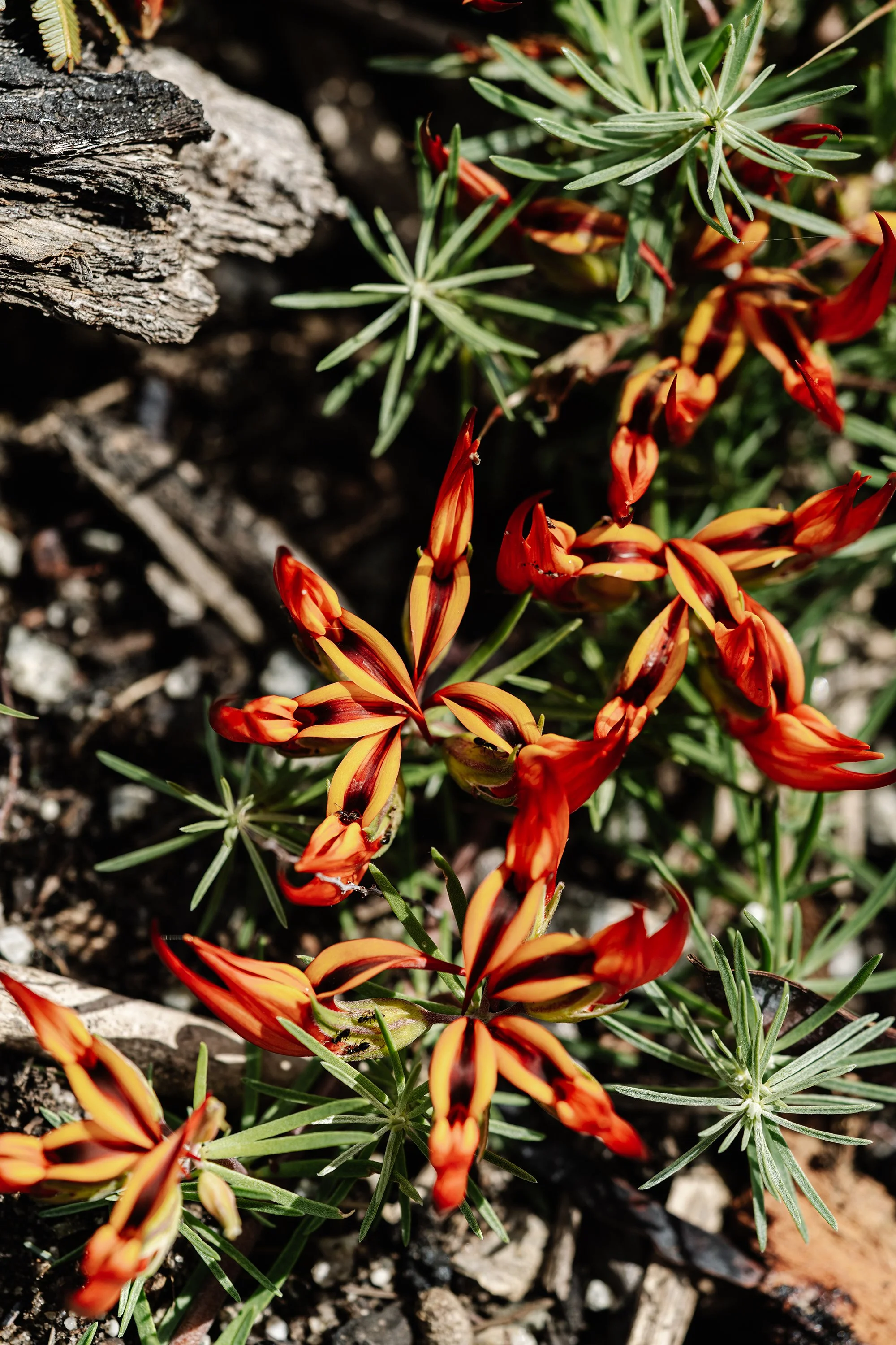 Setsquare Studio_Sylvia house_0.jpg