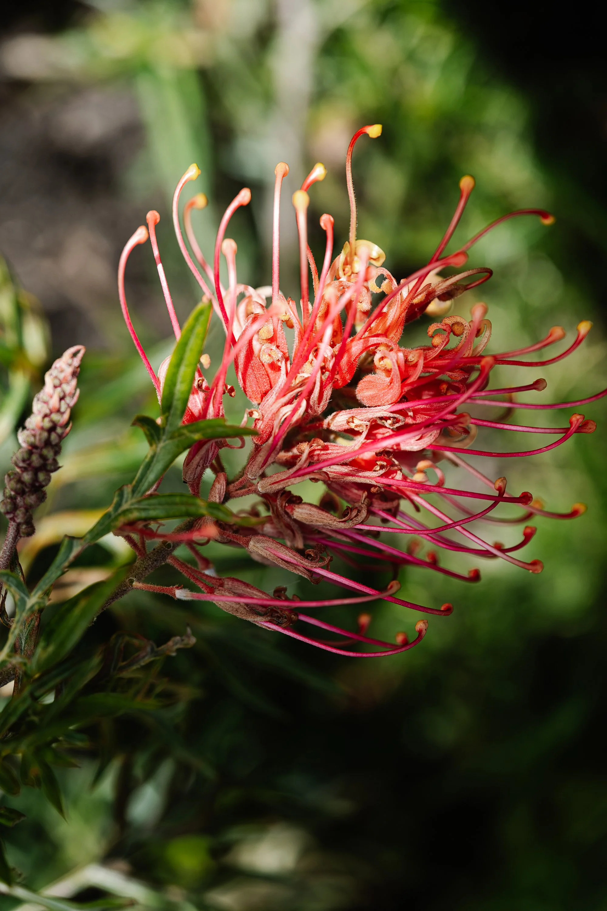 Setsquare Studio_Sylvia house_04.jpg