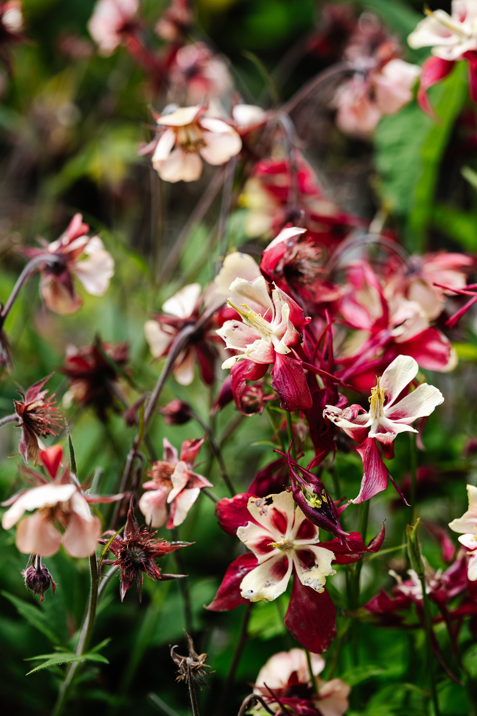 Setsquare Studio_Sylvia house_05.jpg