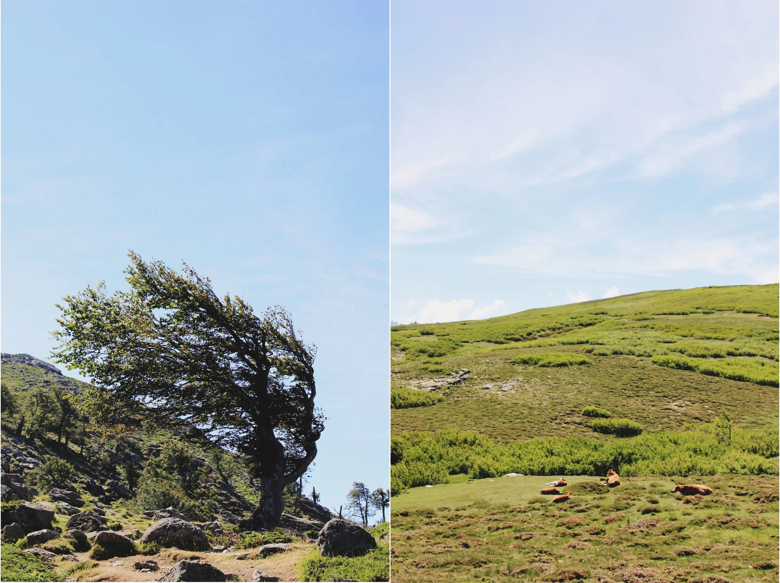 arbre-lac-du-ninu.jpg