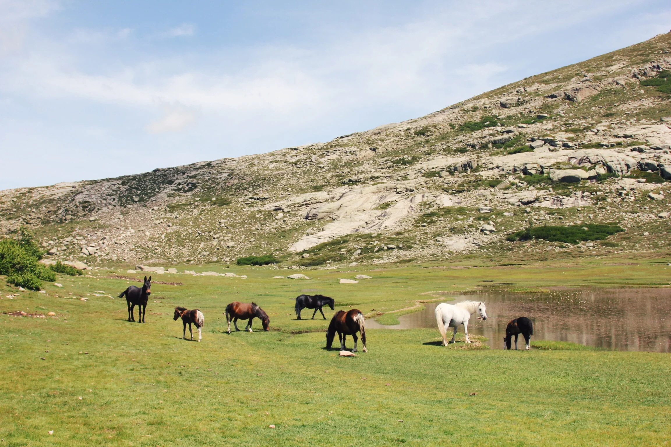 chevaux-corsica-ninu.jpg