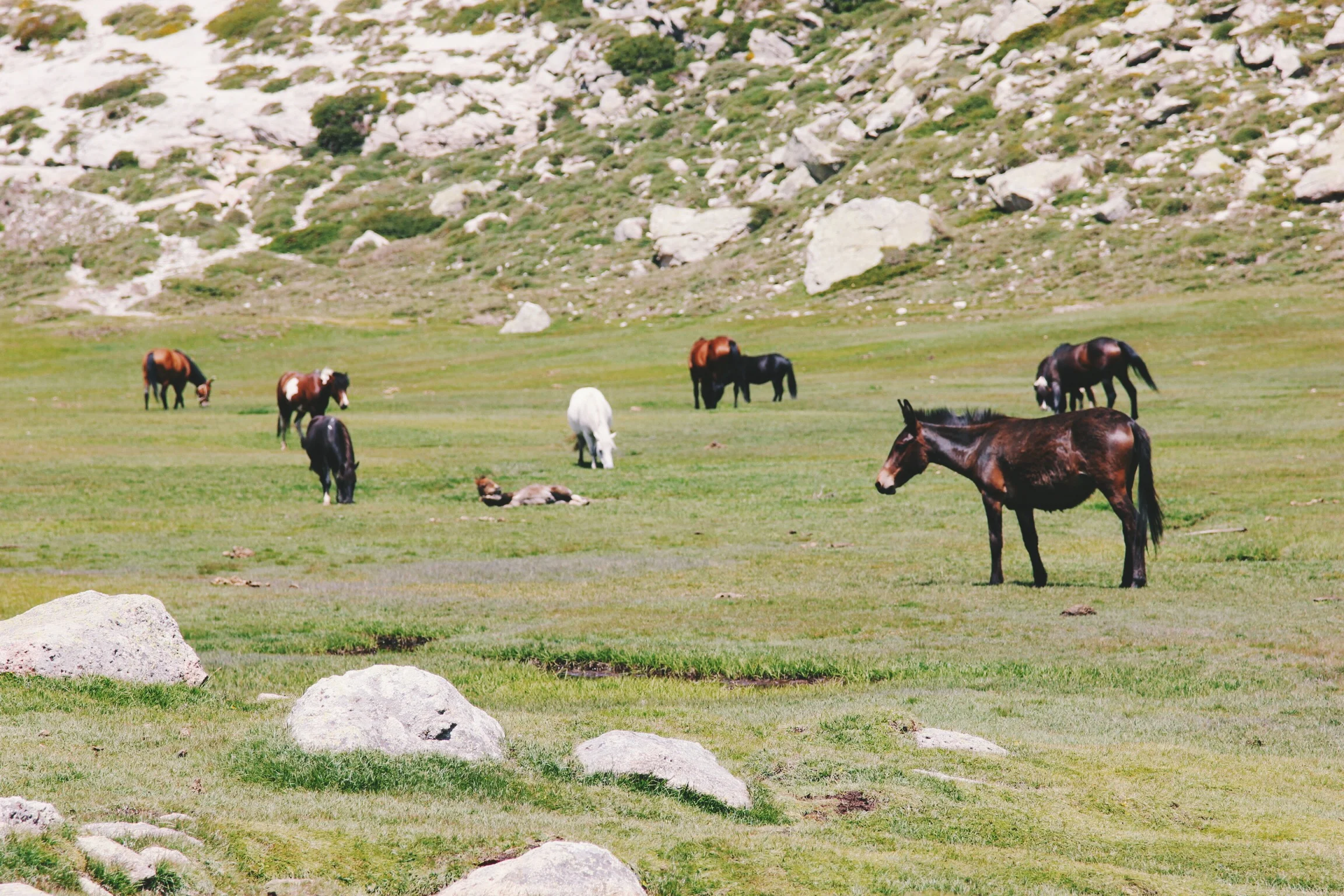 chevaux-horses-corsica-lake.jpg
