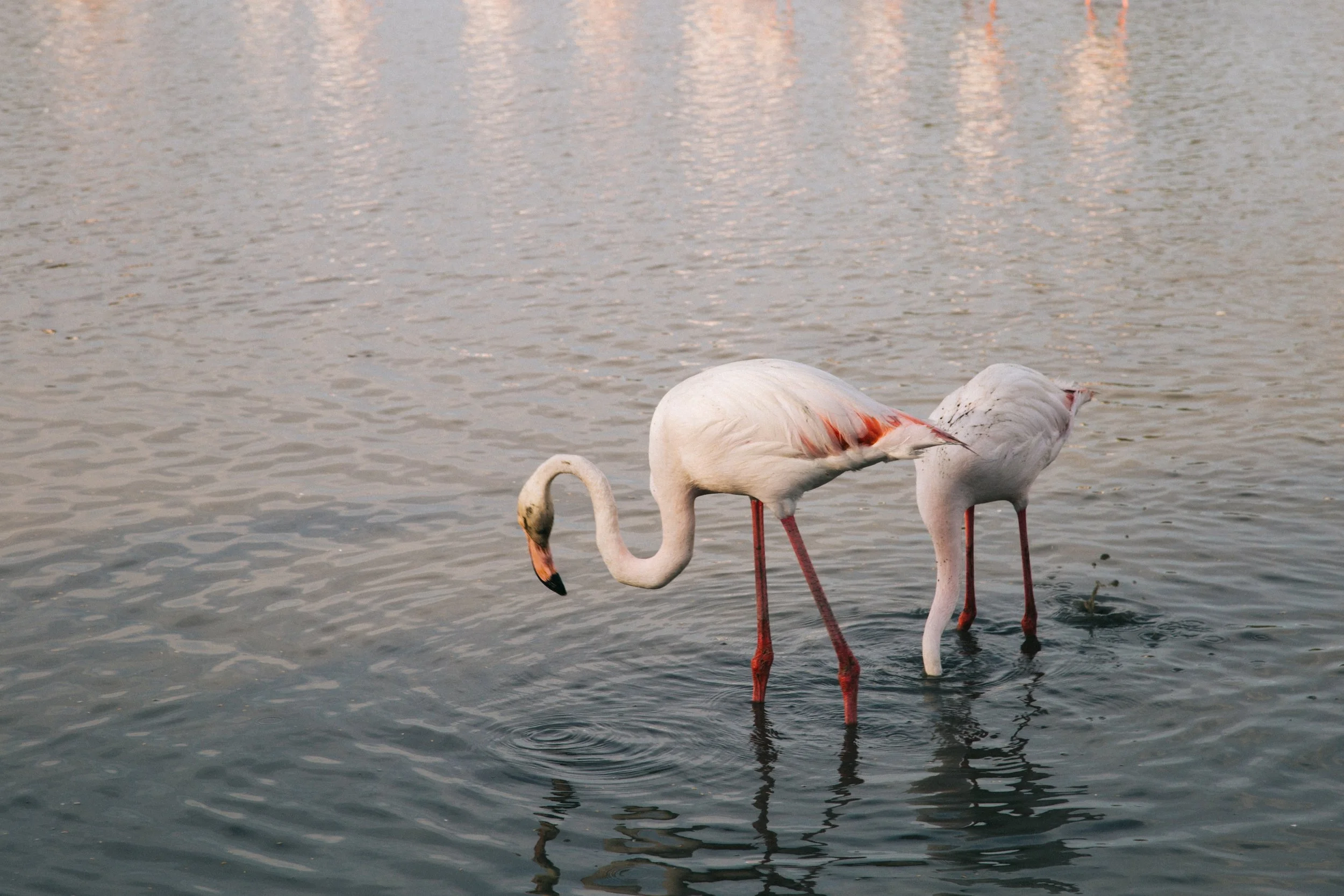 Pont-de-gau-parc-ornithologique-voyage-.jpg
