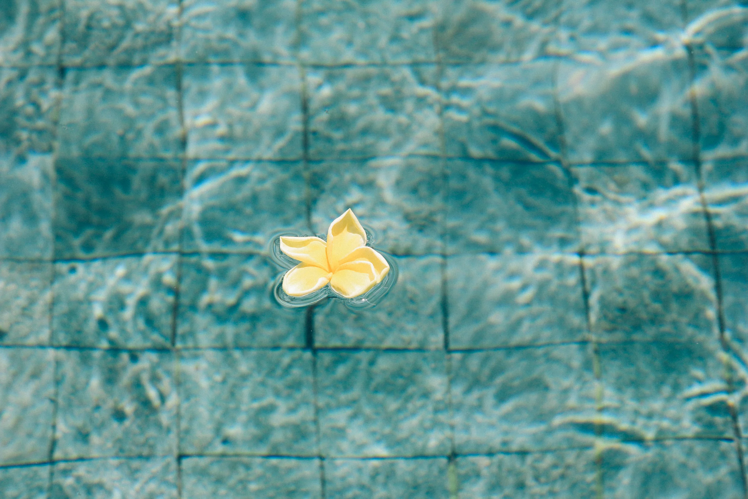 frangipani.jpg