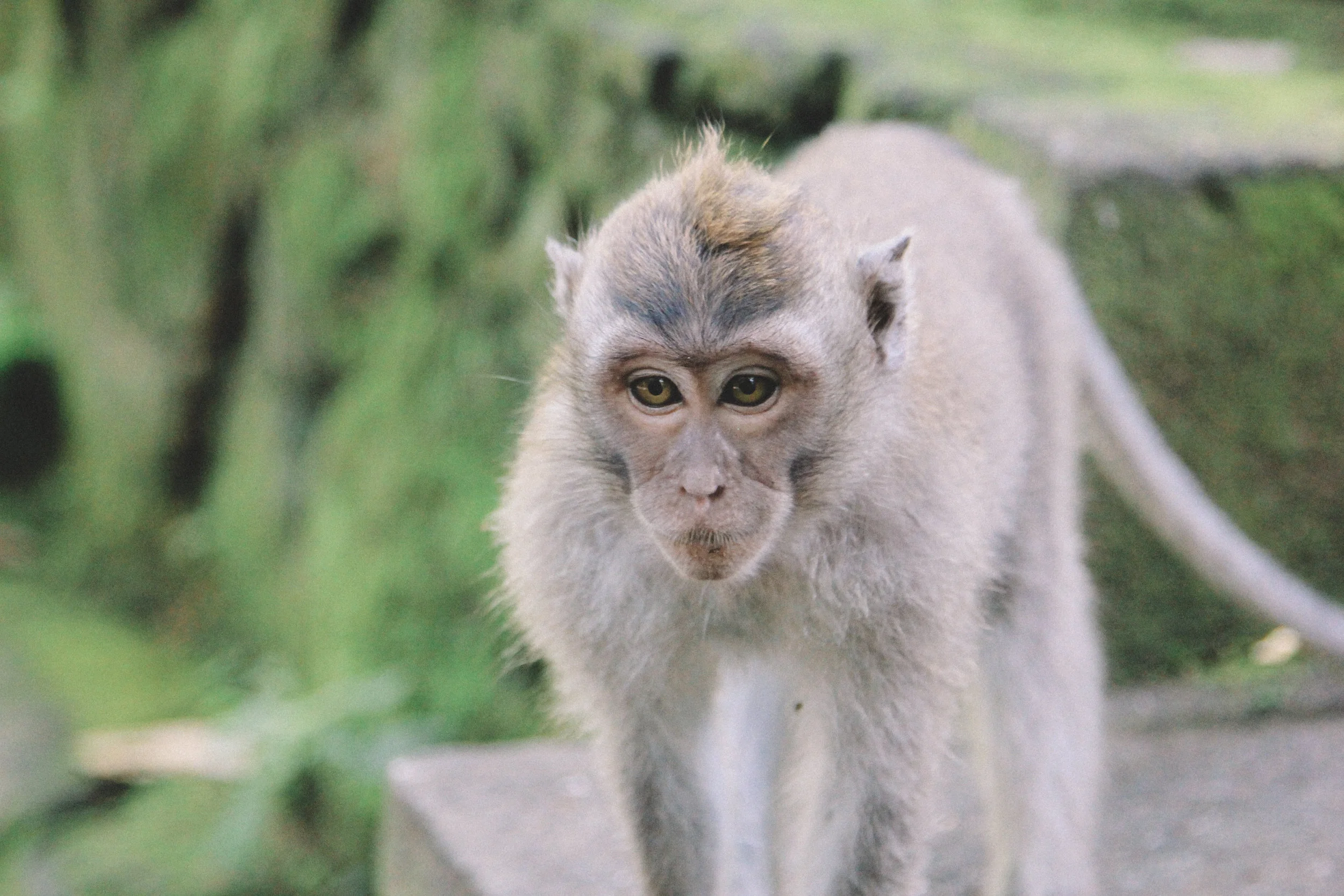 monkey-forest-bali.jpg