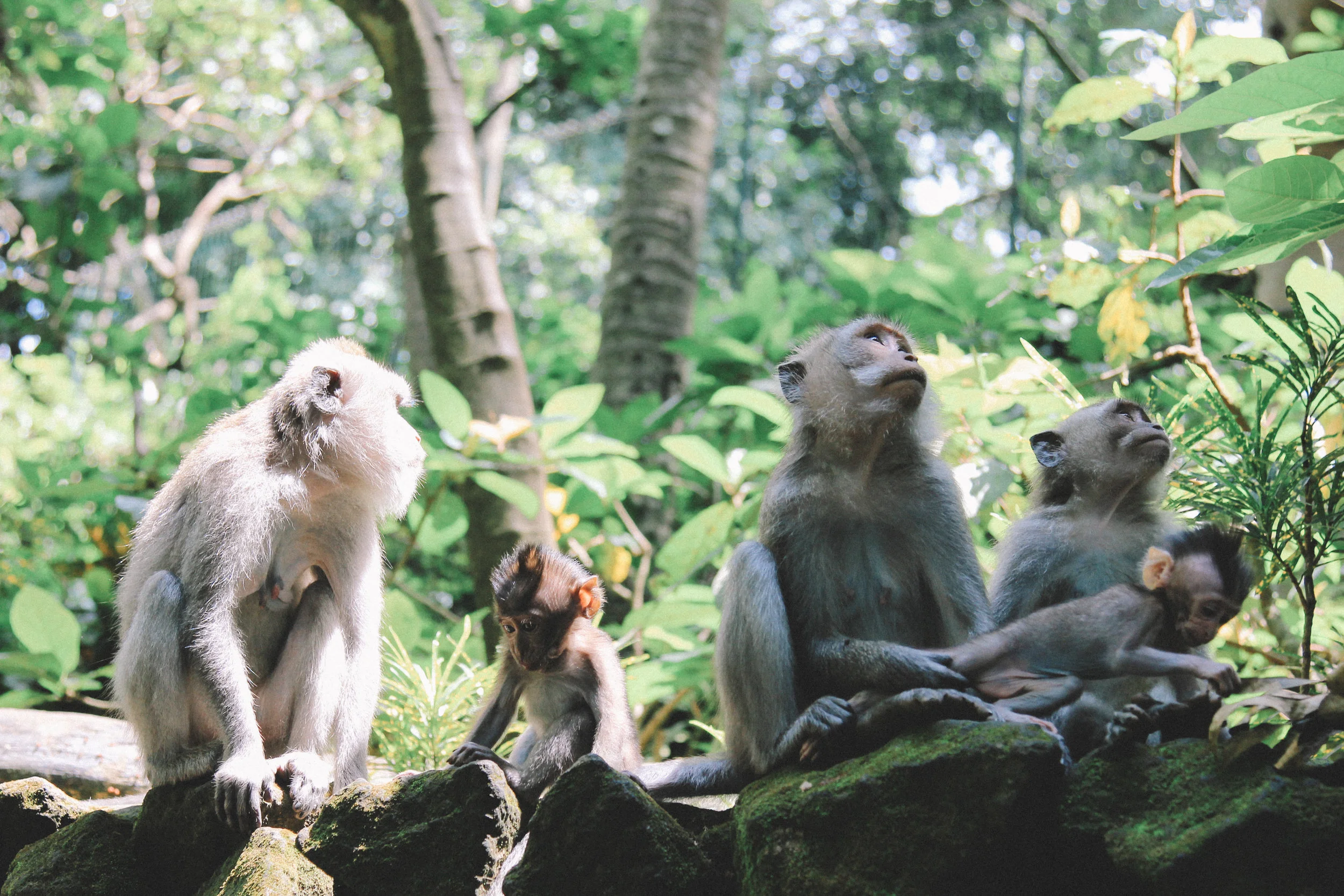 que-voir-à-ubud-monkey-forest.jpg