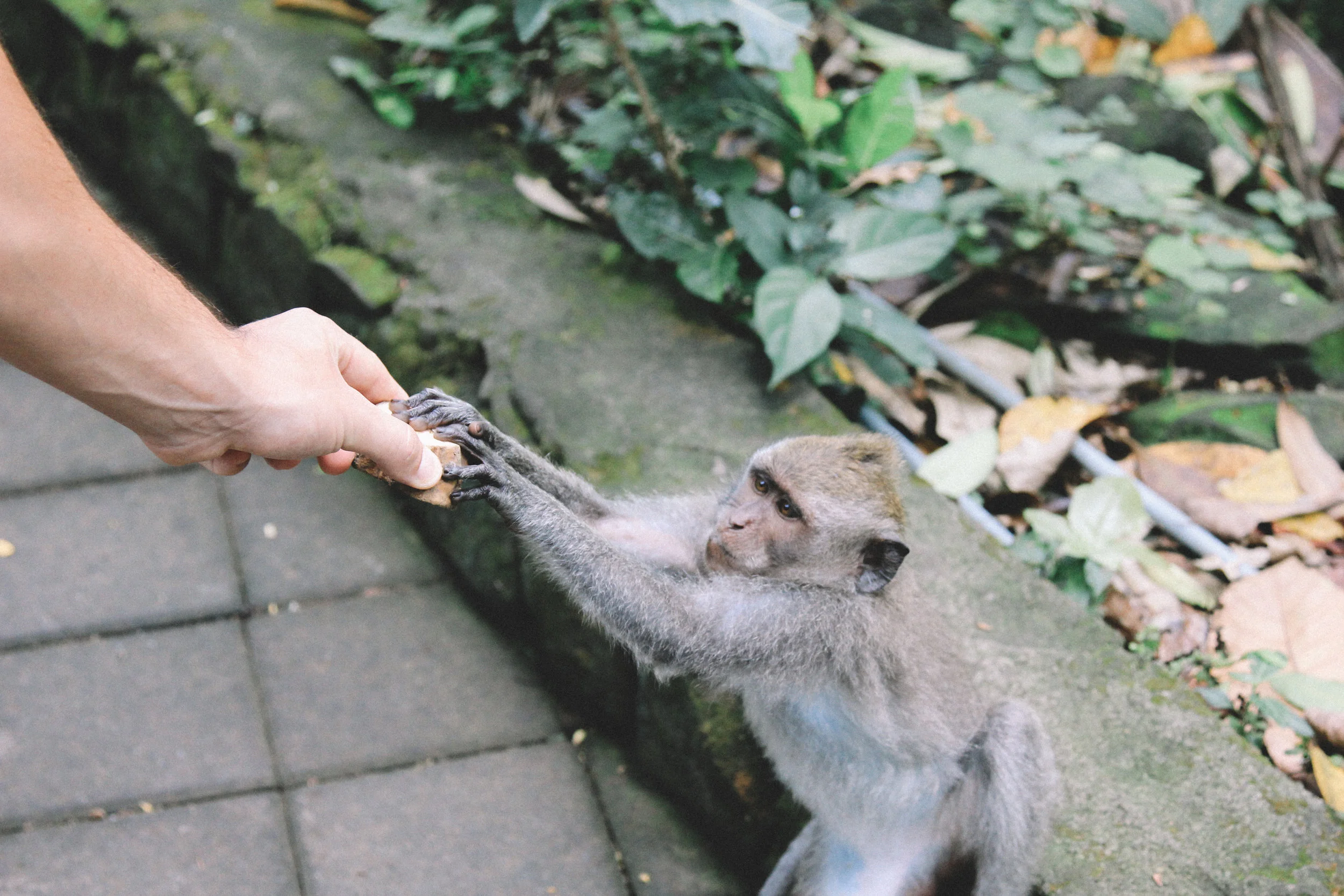 monkey-forest-blog-onmyway.jpg