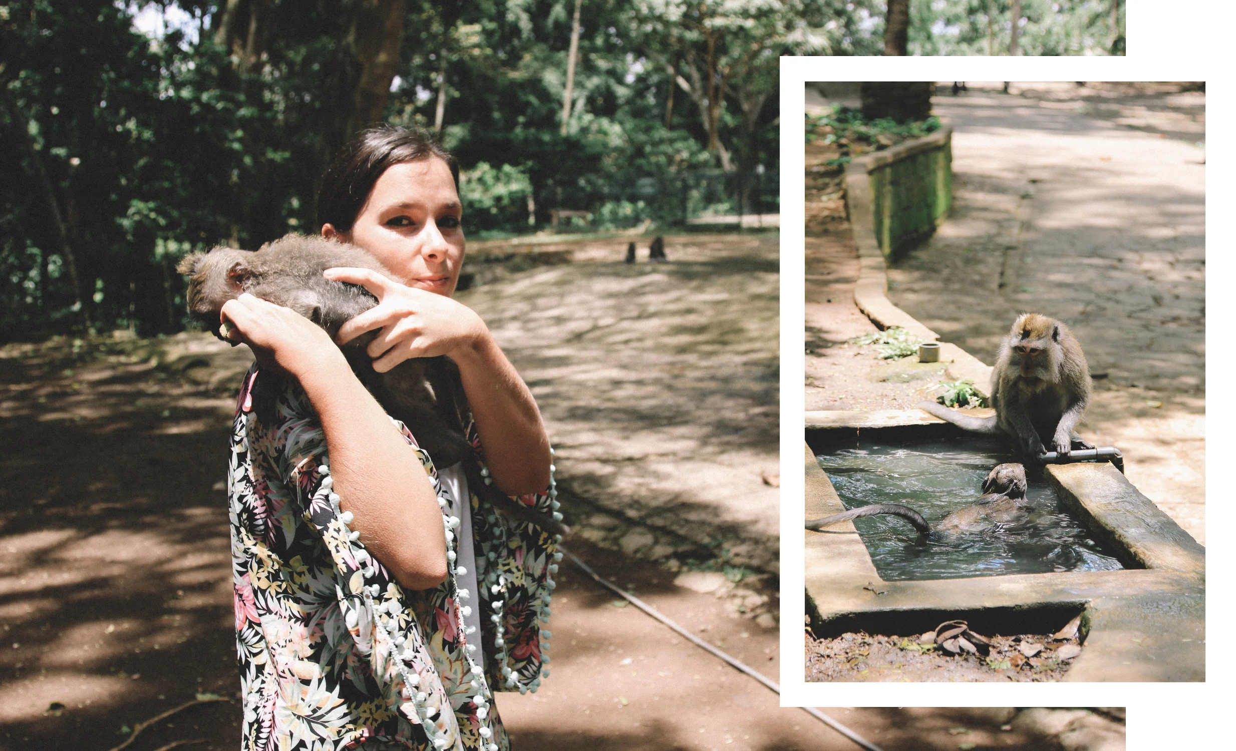 monkey-forest-ubud-singes-alex.jpg