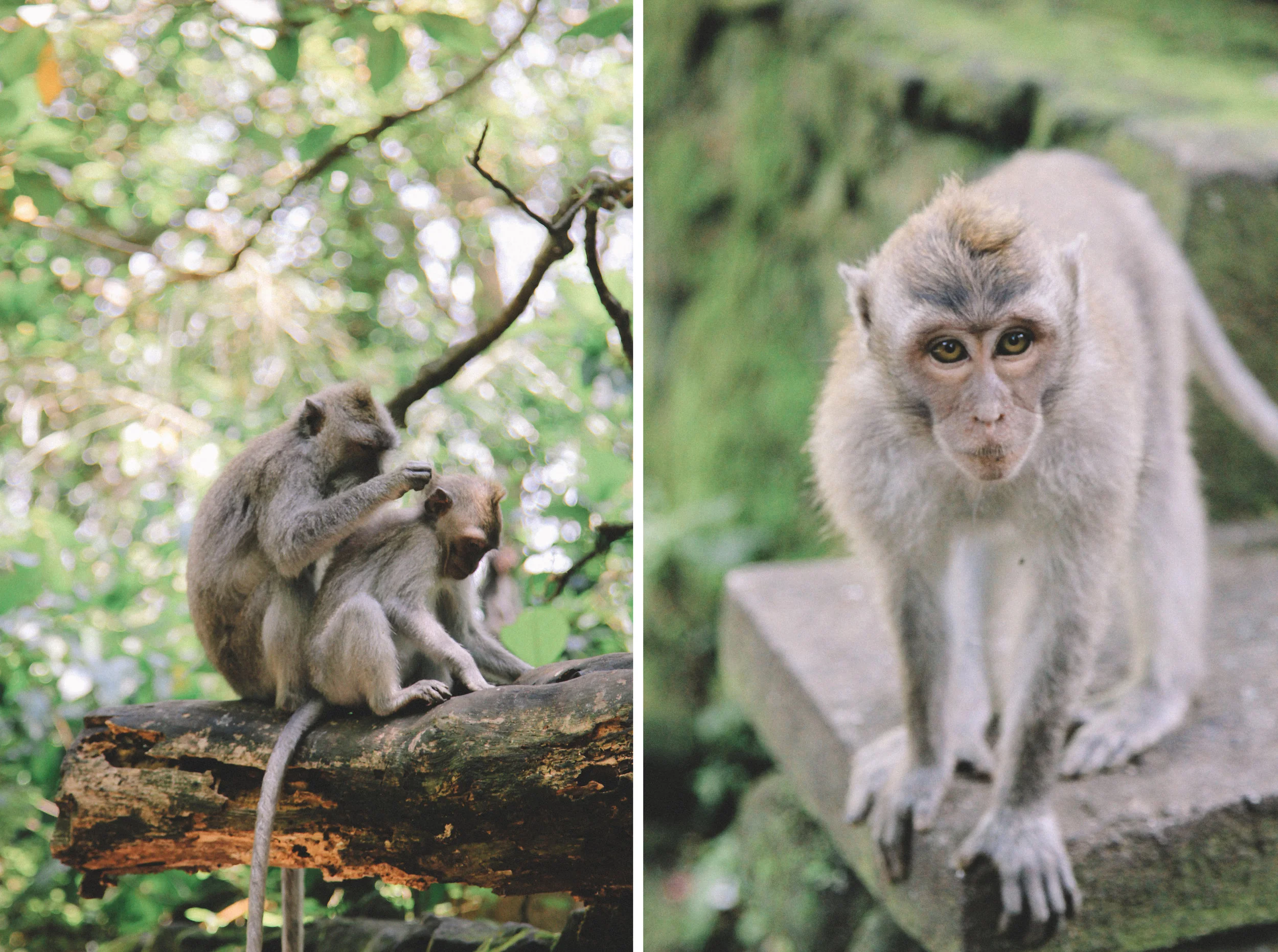 monkey-forest-ubud-bali-indonésie-foret-singes.jpg