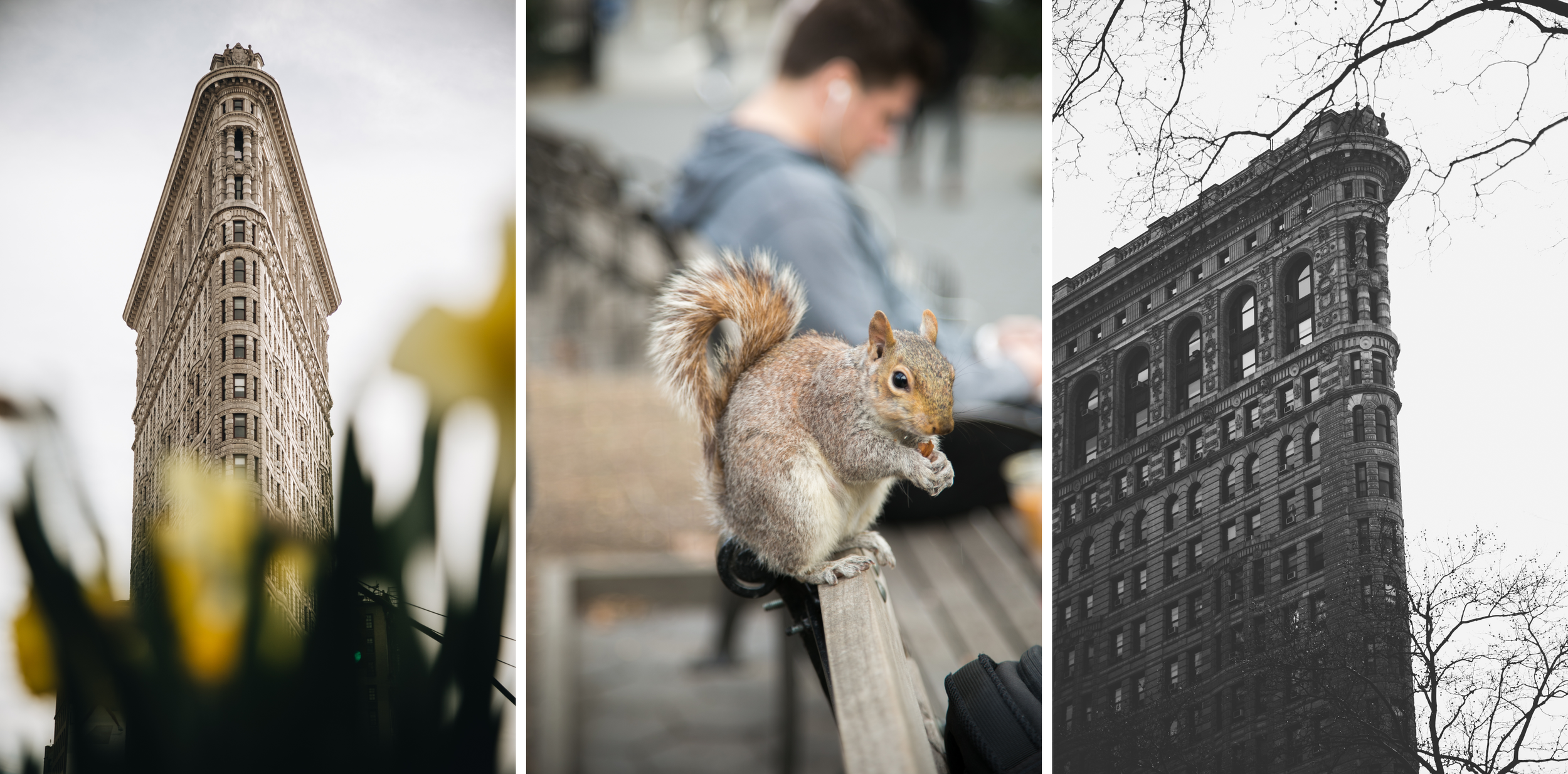 flatiron-madison-square-park-ecureuil-newyork.png