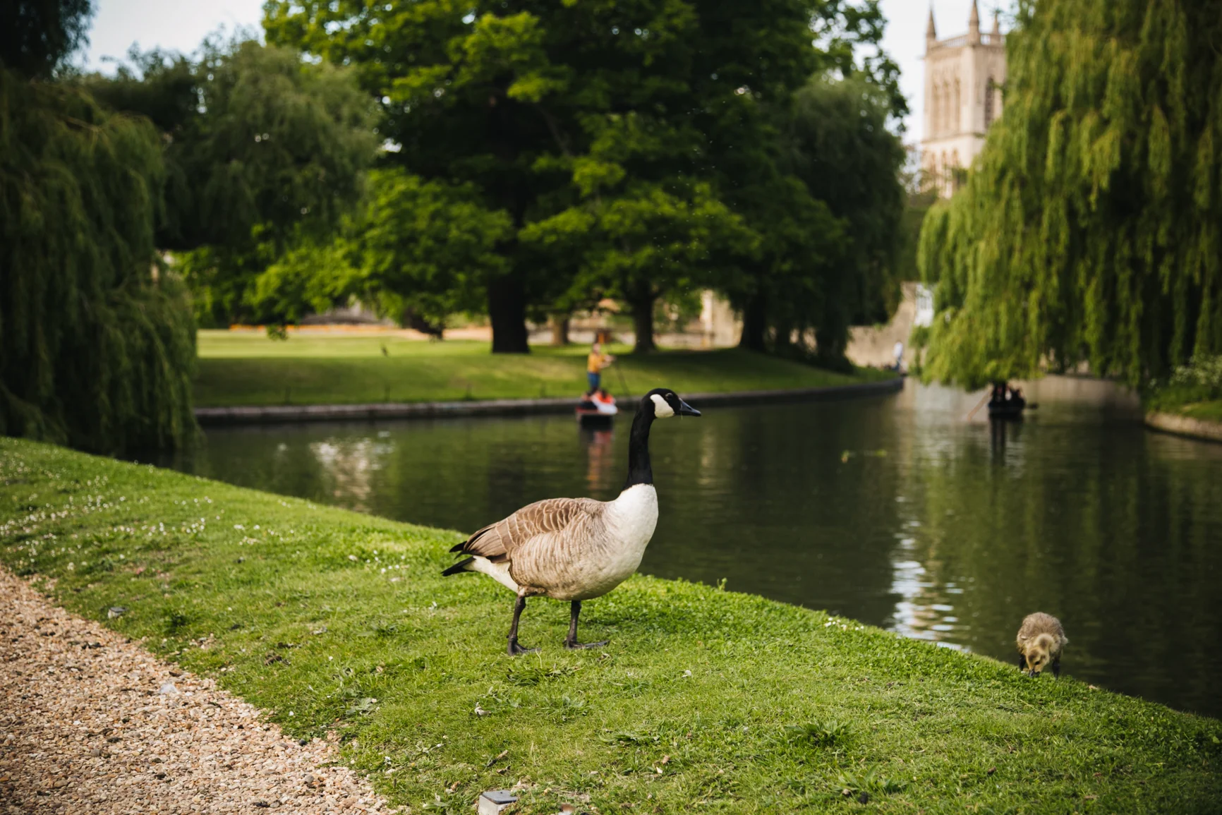 Backs-cambridge 9.jpg