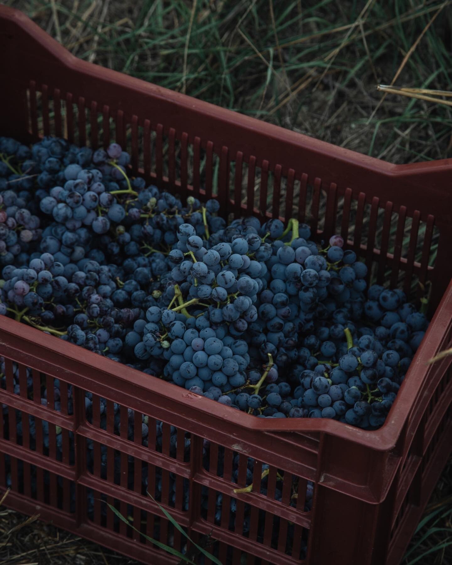 Vendanges dans l&rsquo;exploitation familiale de Marina &amp; Antoine, au domaine @casaguelfucci 🍇

➡️ Reportage &agrave; retrouver en int&eacute;gralit&eacute; sur Hans Lucas