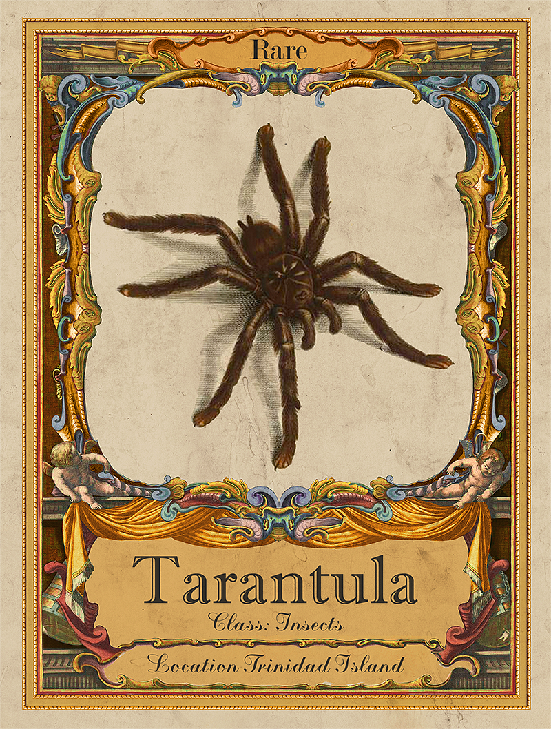 Insect discovery card
