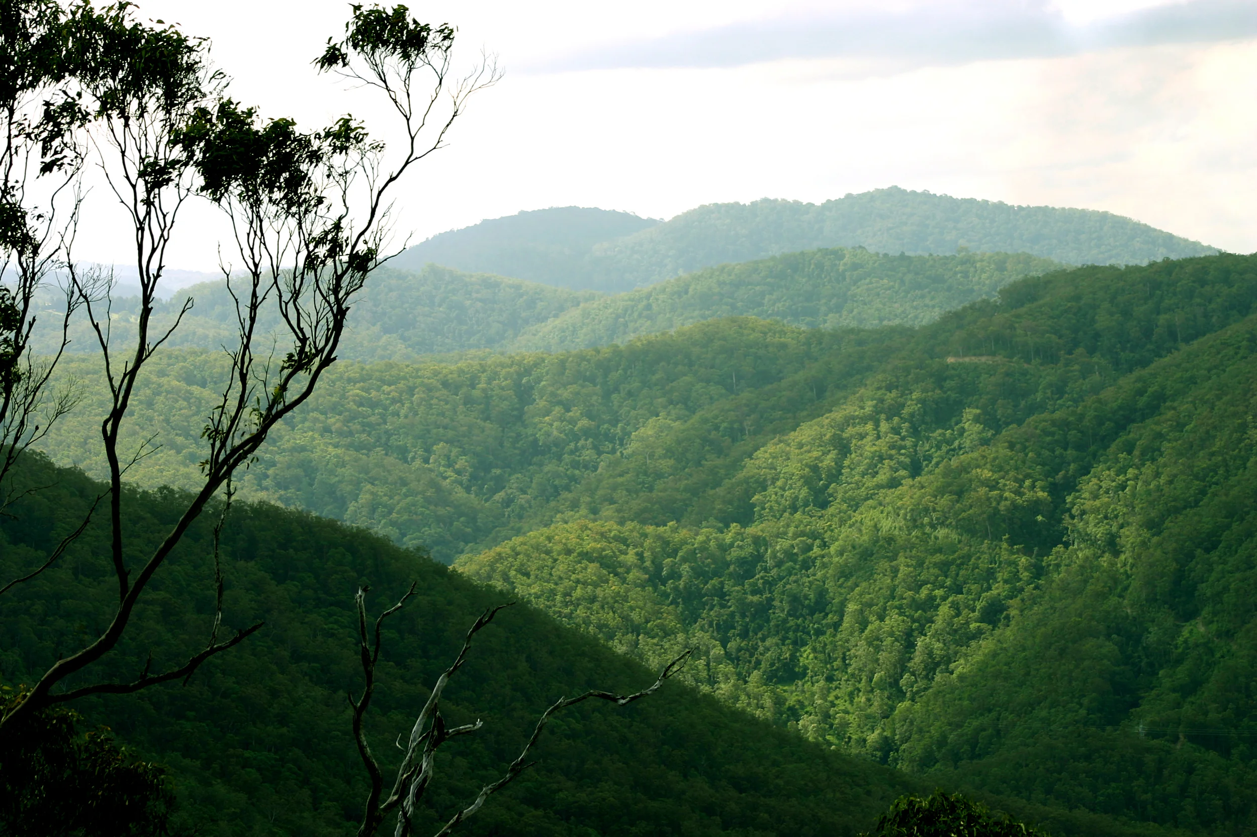 Rainforest, Costa Rica