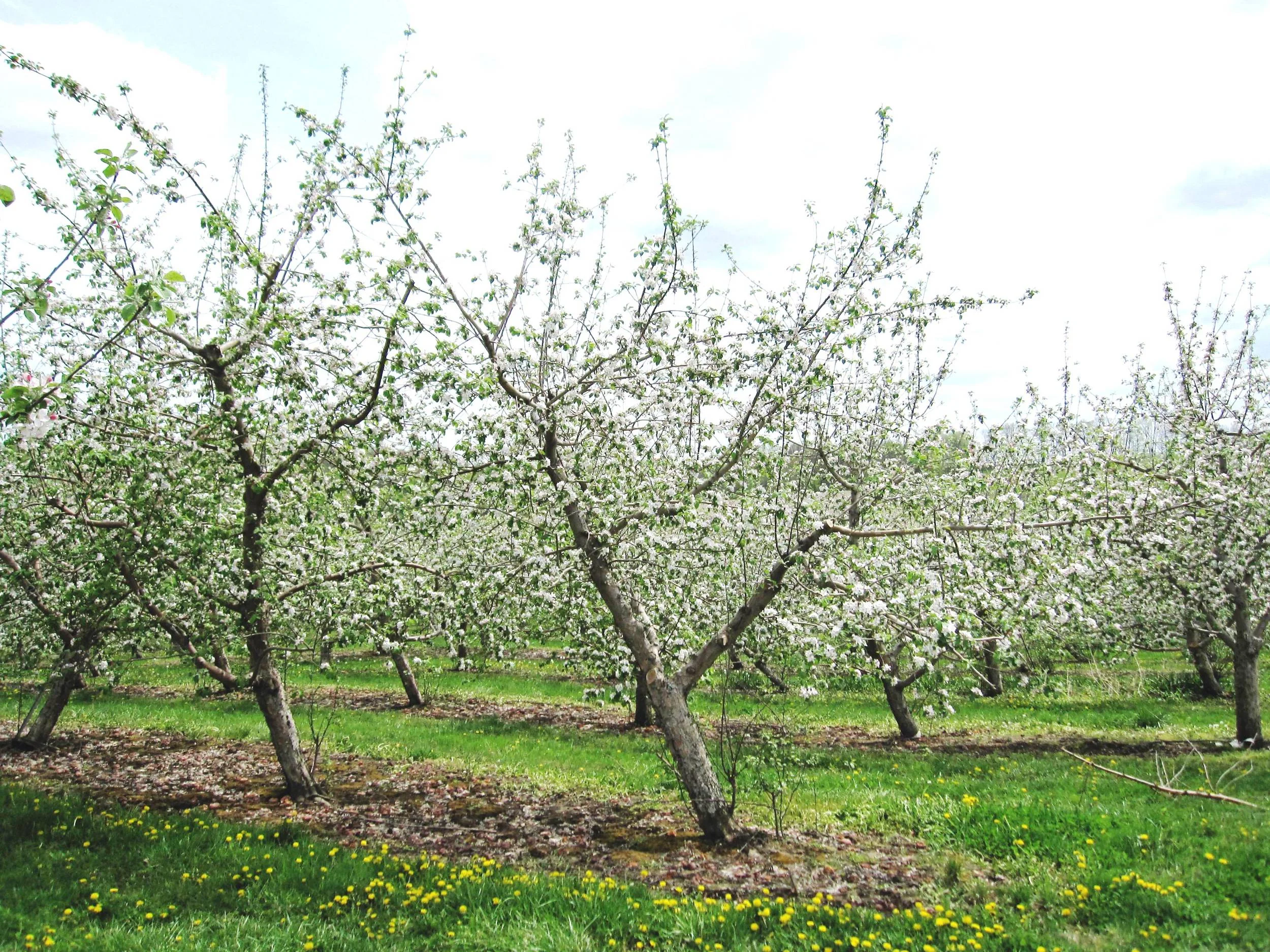 appleblossoms.jpg