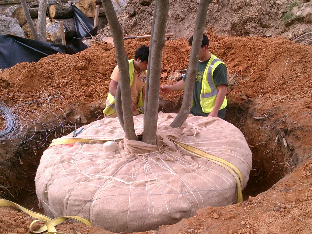 Mature tree installation in Mclean, VA.