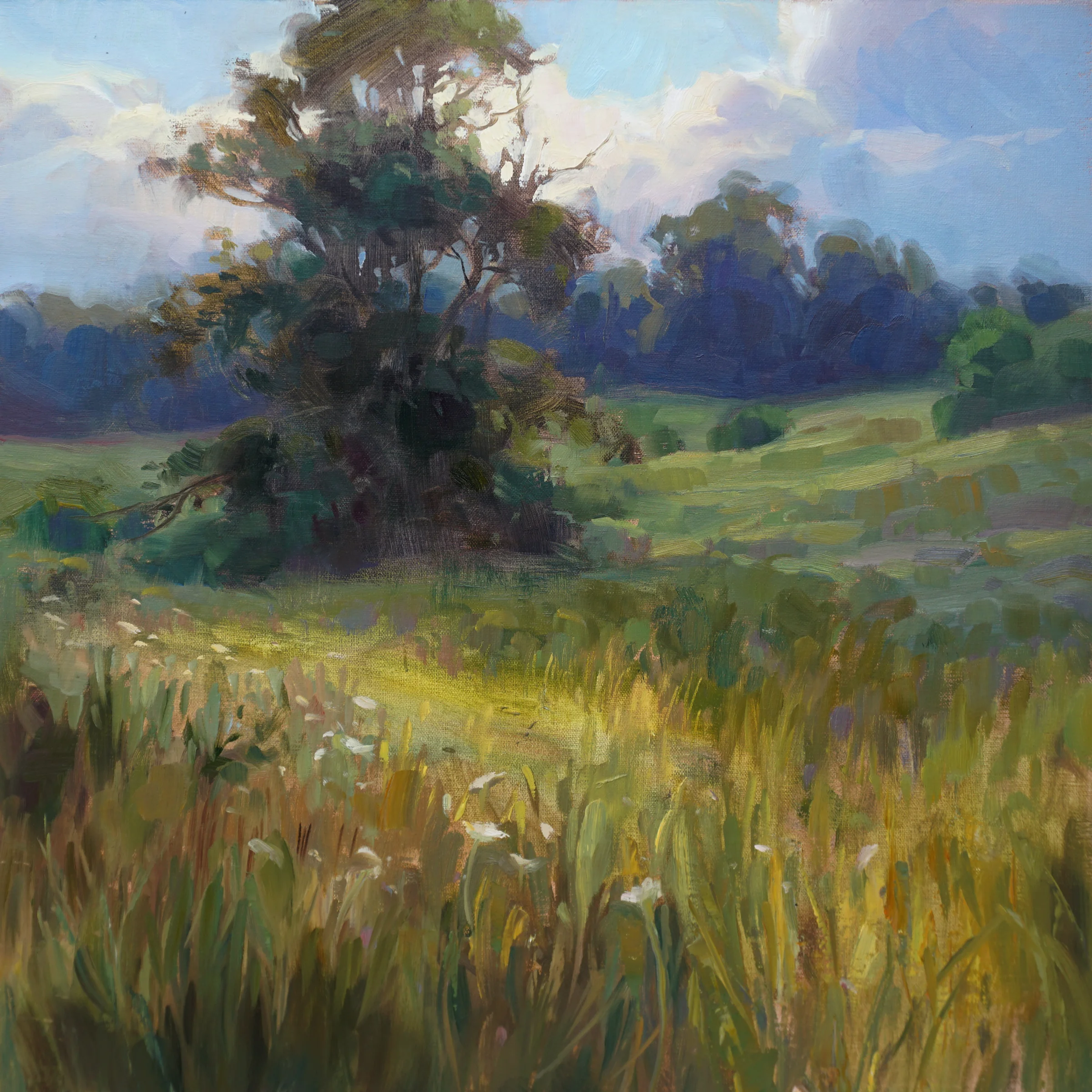 Meadow in Late Summer