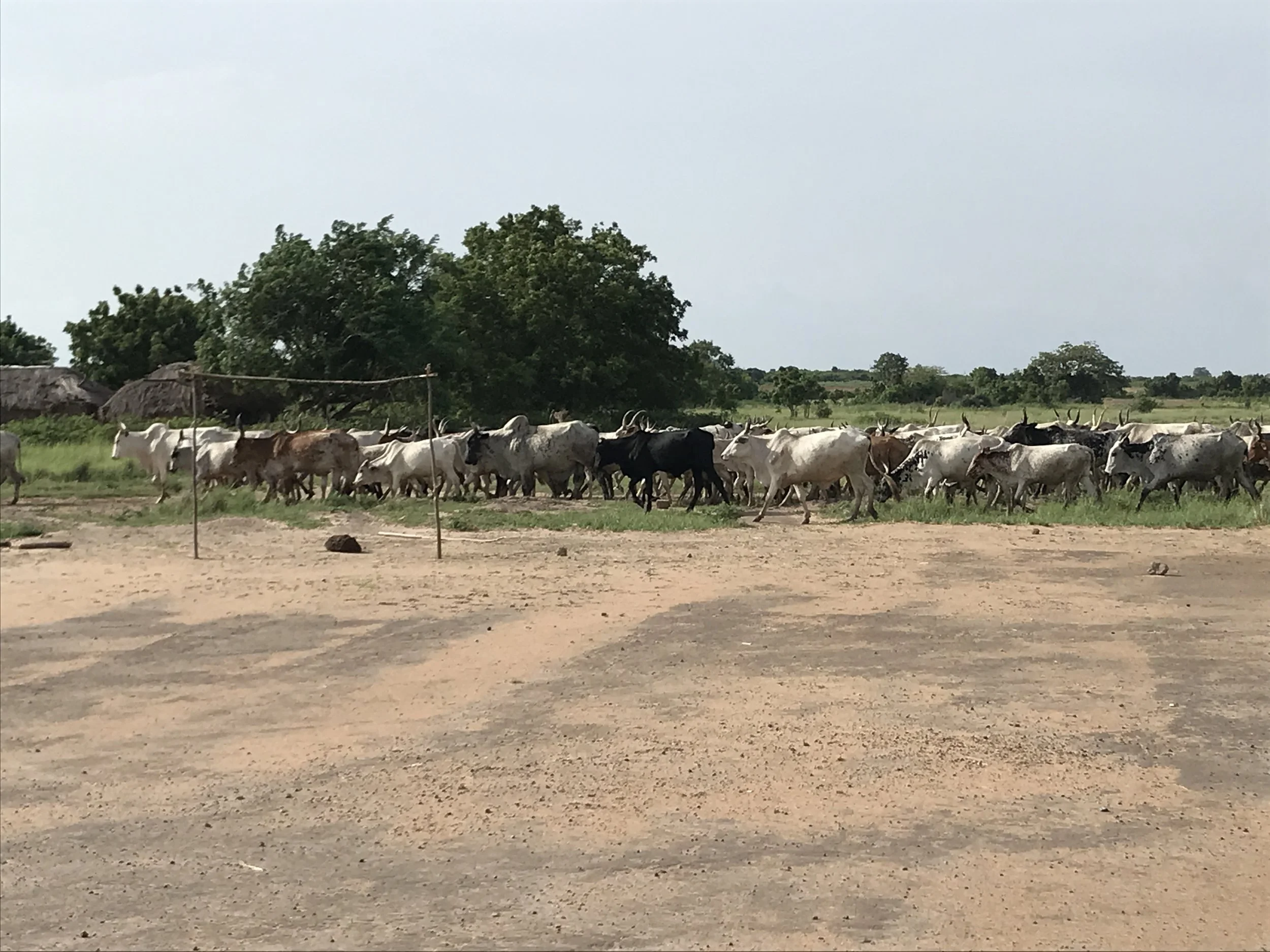 TMP Academy - Community Farm