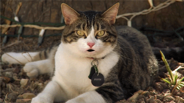 4 Life Lessons from A Talking Cat!?! (That the Director Took Too Far)