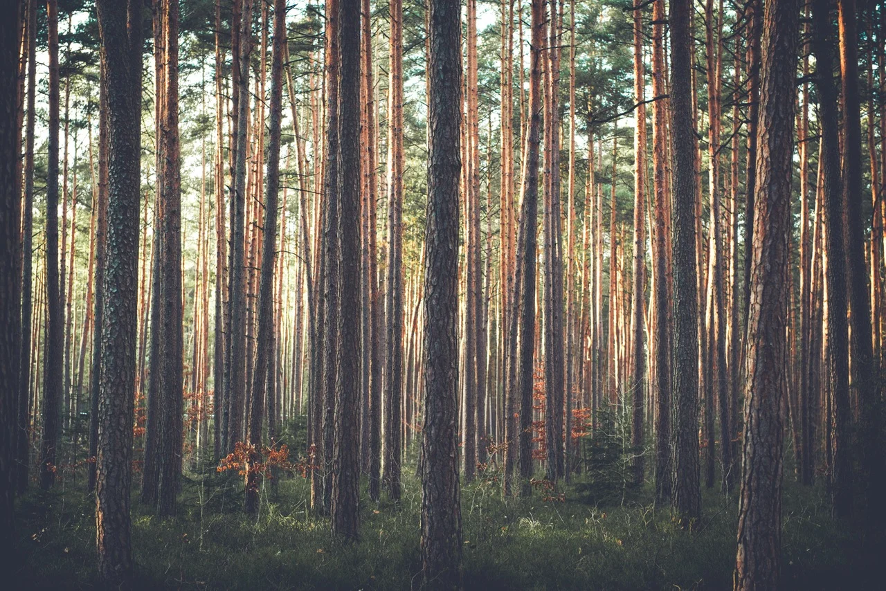 pexels-photo-foret.jpg