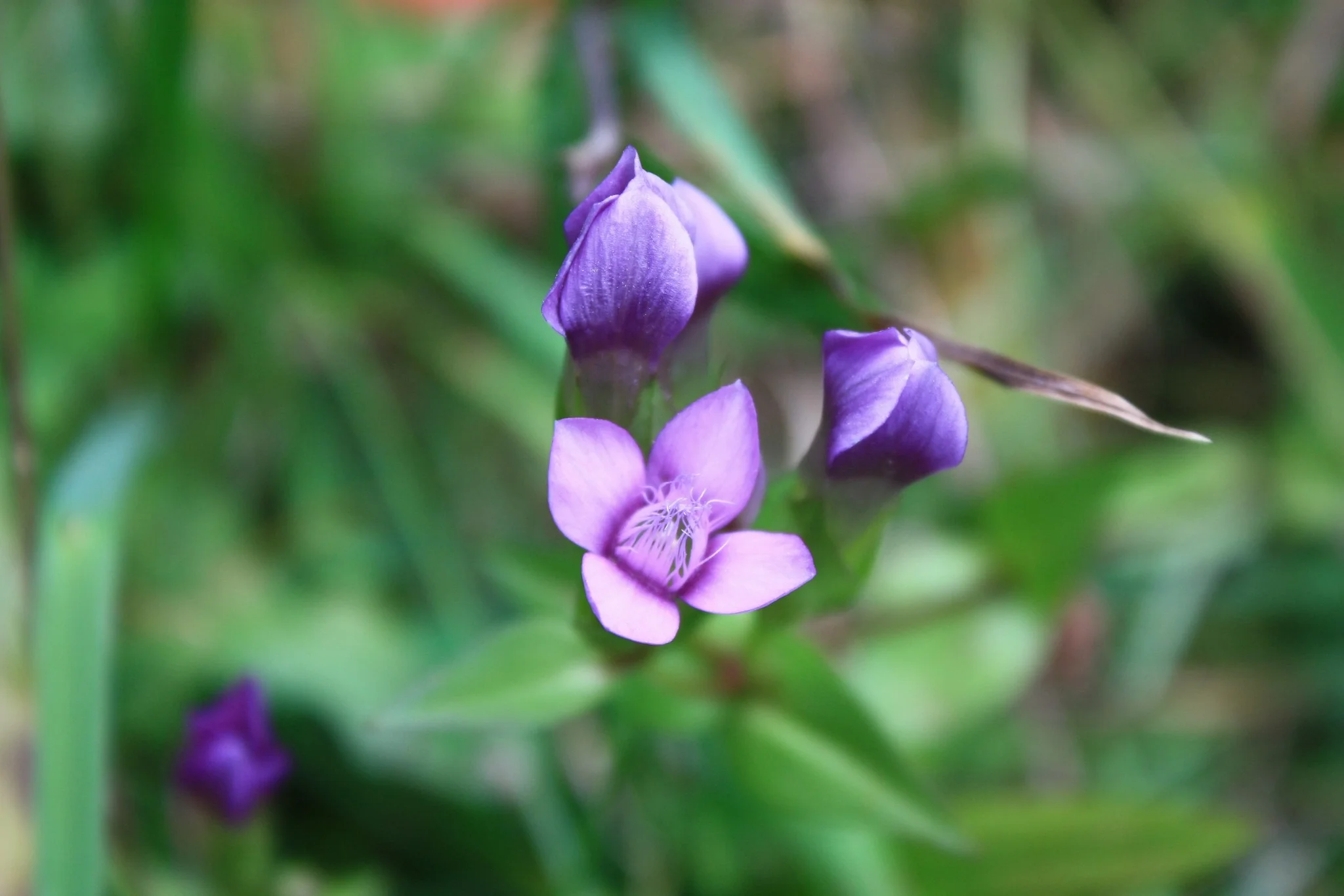 comment verser ses données brutes de biodiversité