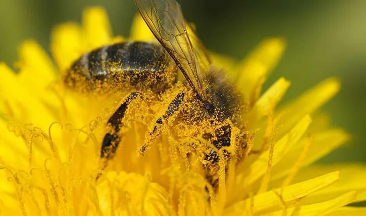L’abeille européenne est la première représentante des insectes pollinisateurs. Crédit photo : JR-Guillaumin - Flickr
