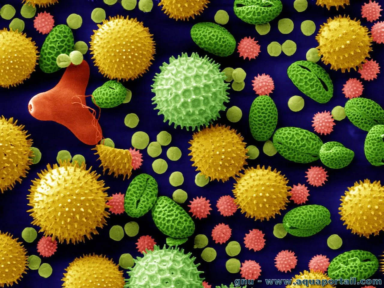 Grains de pollen observés au microscope électronique. Les couleurs sont artificielles.