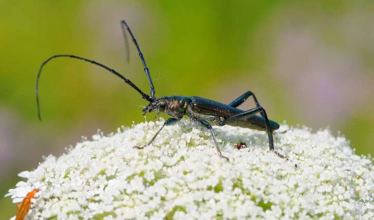Le grand capricorne est un coléoptère, et l’un des plus grands insectes de France !