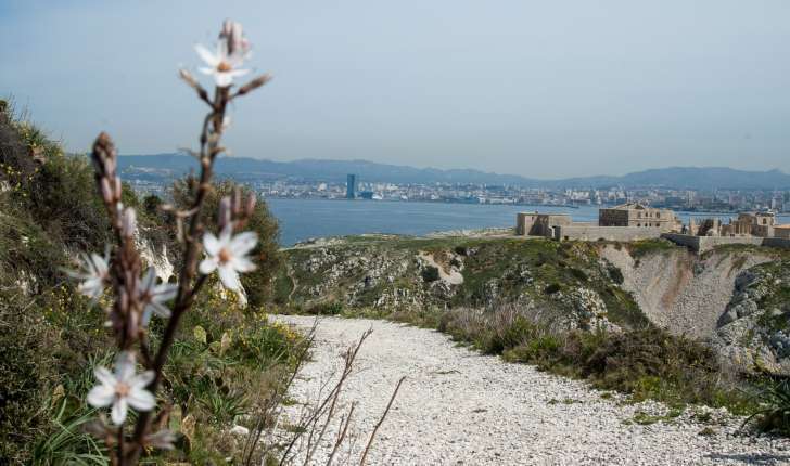 Sentier botanique n°1 : l’archipel de Frioul