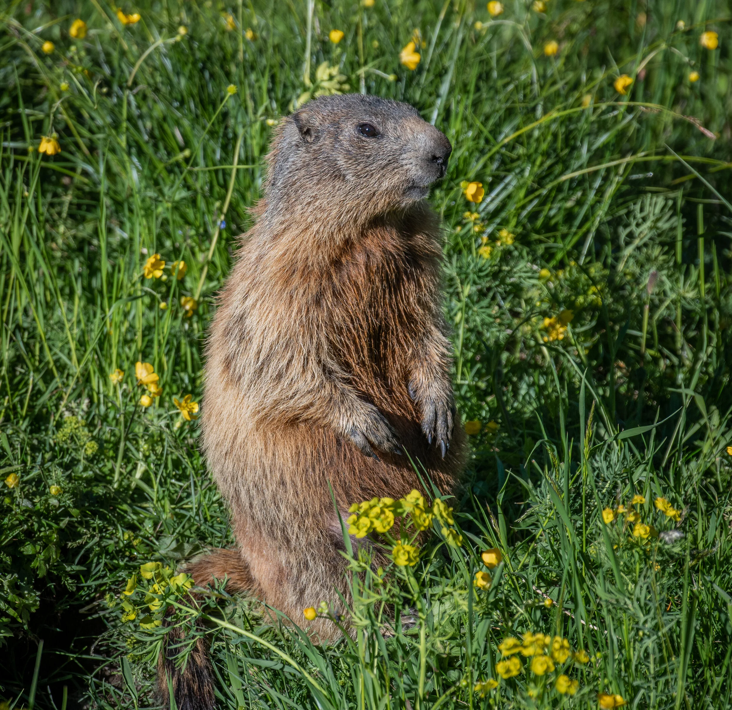 GeoNature Citizen
