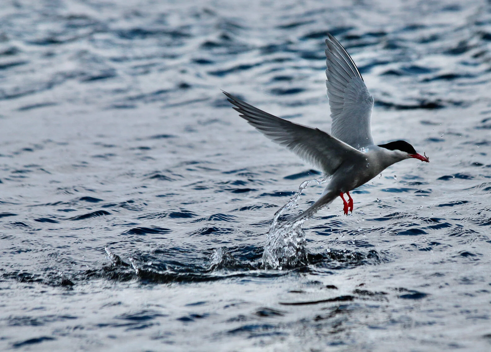 Une rentrée GeoNature à Natural Solutions !