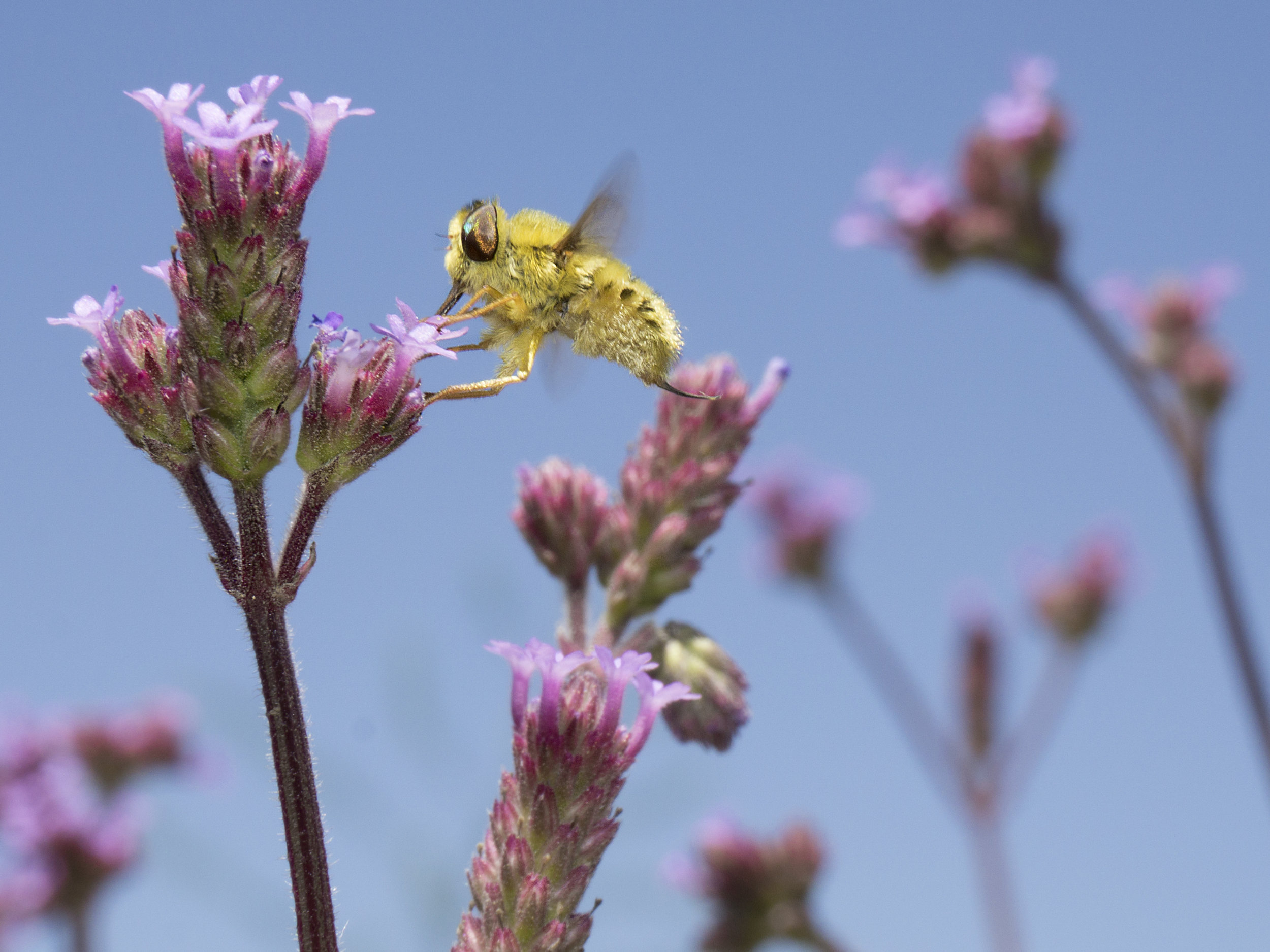 Les Sciences participatives essentielles pour protéger la biodiversité