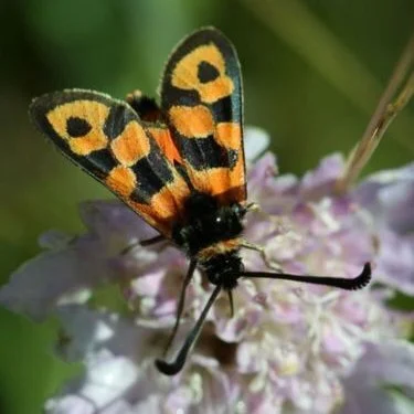 Retour sur le webinaire GeoNature : partageons et préservons la biodiversité