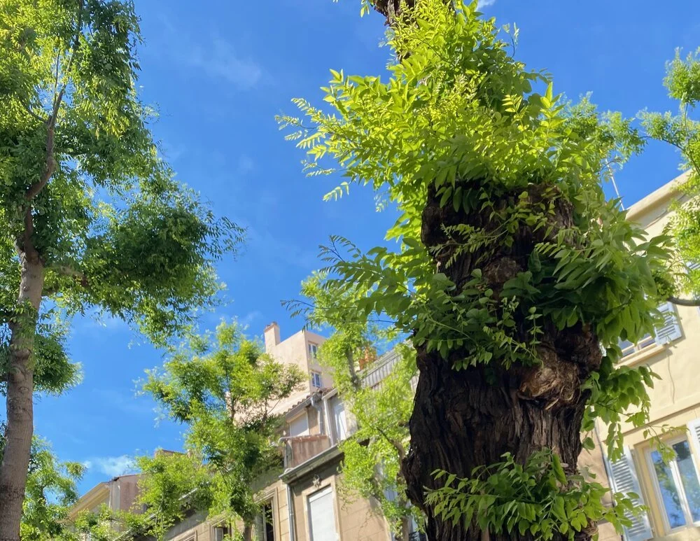 Participation citoyenne et arbres en ville