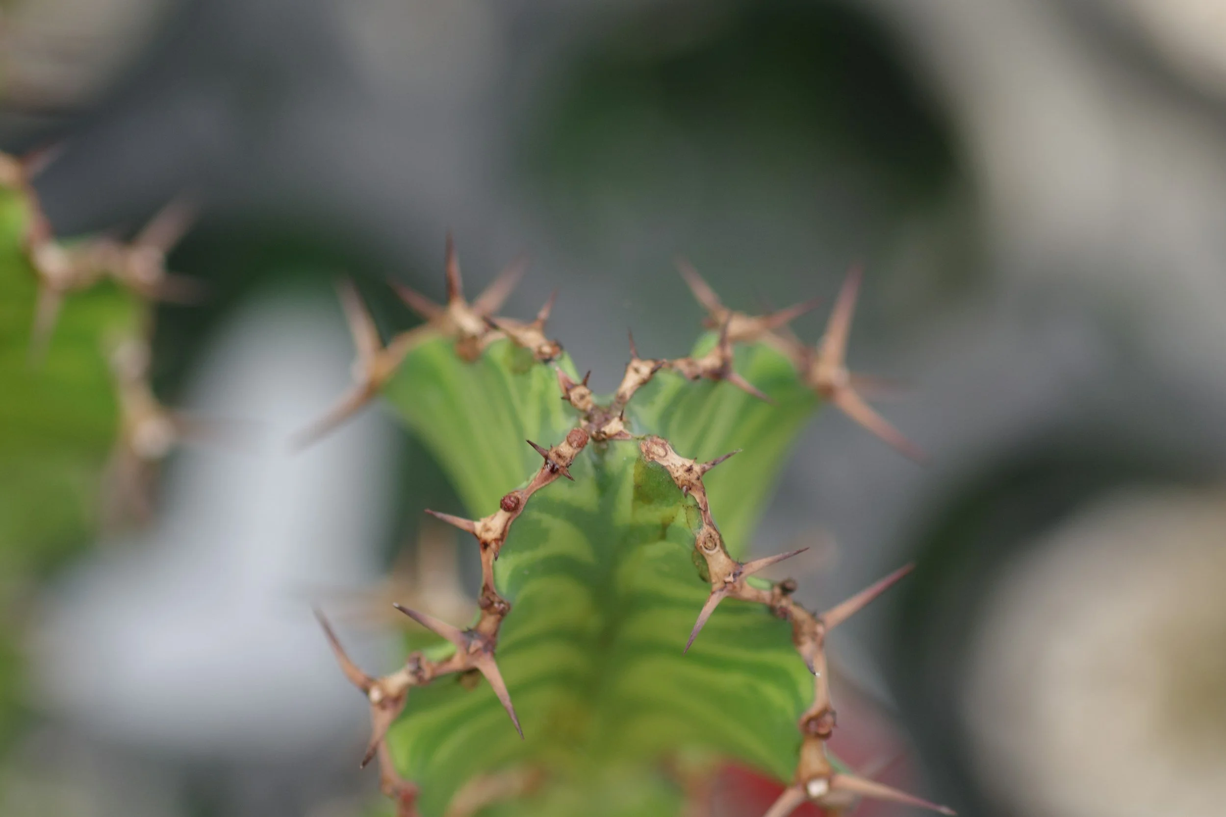 Logiciel de gestion de données de biodiversité : guide complet pour bien choisir