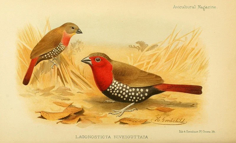 IA et biodiversité : des données à l’action