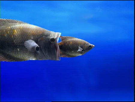 0094 fish morph.jpeg