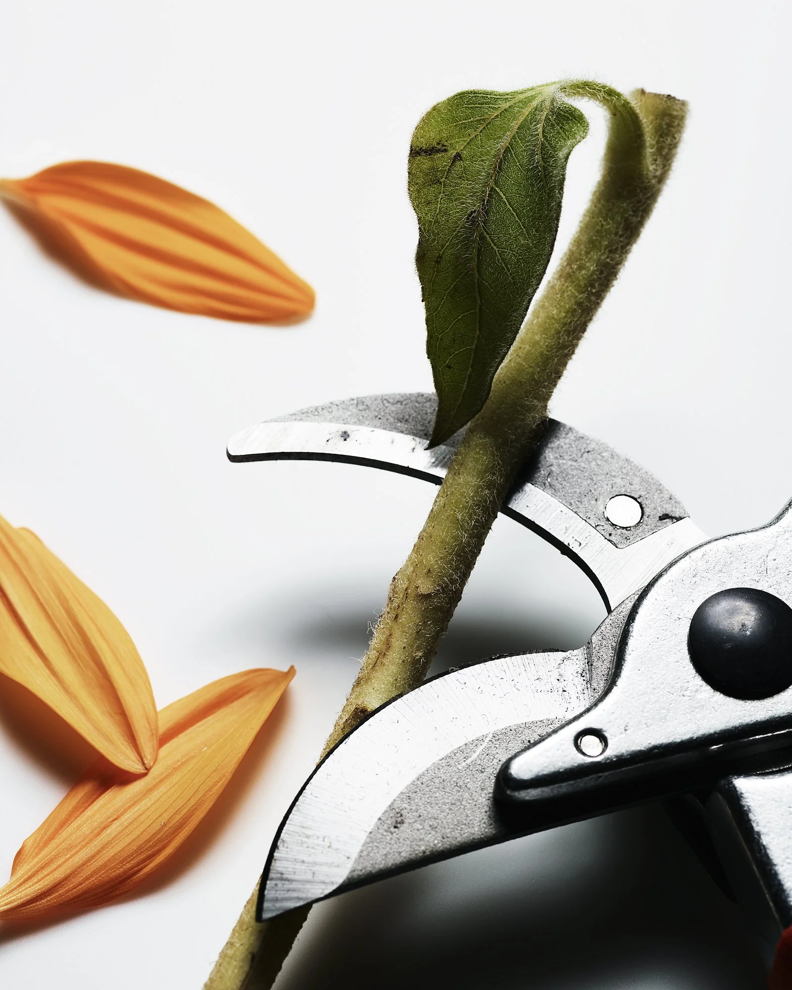 Sunflower_020.jpg