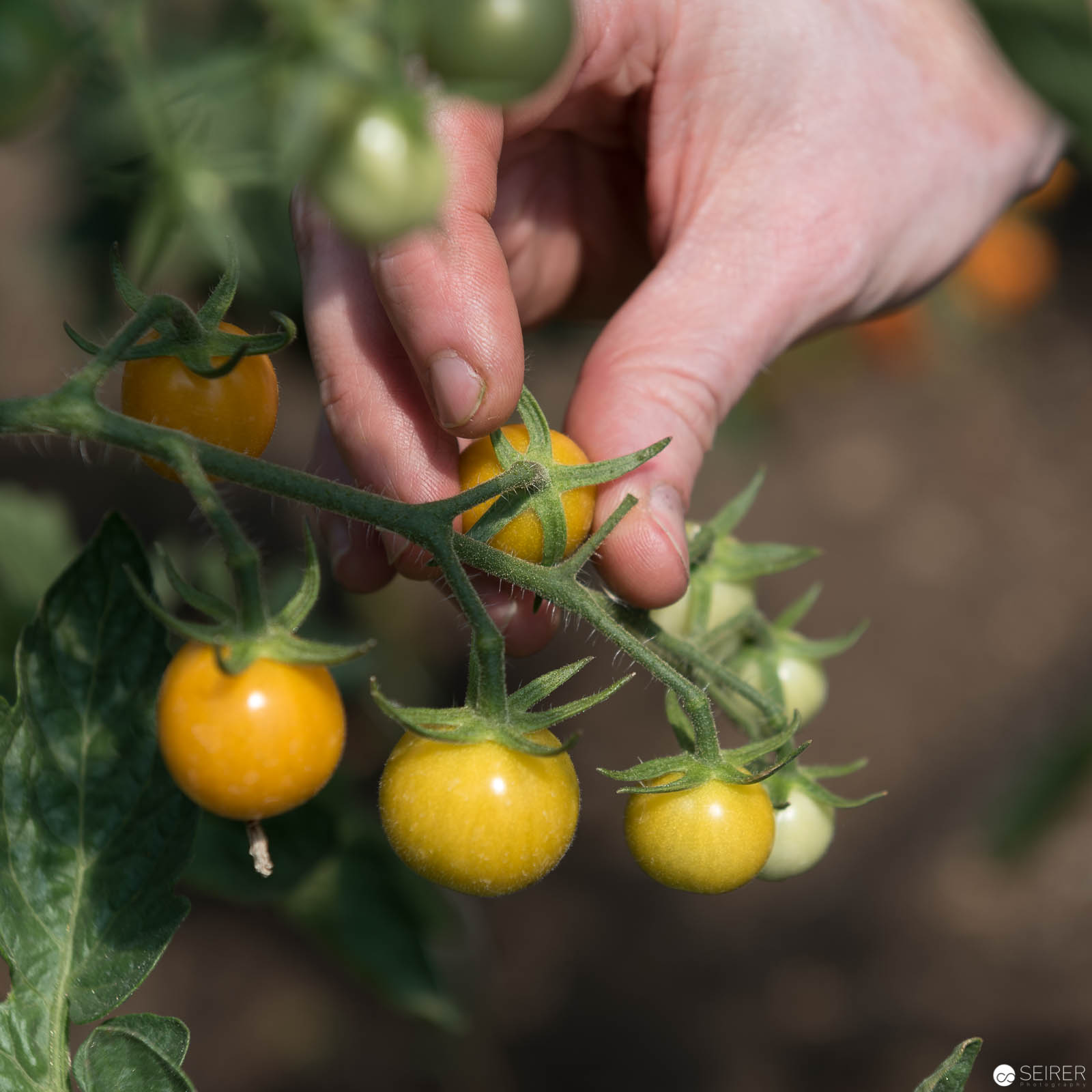 Eine der hunderten Sorten von Tomaten bei Erich Stekovics