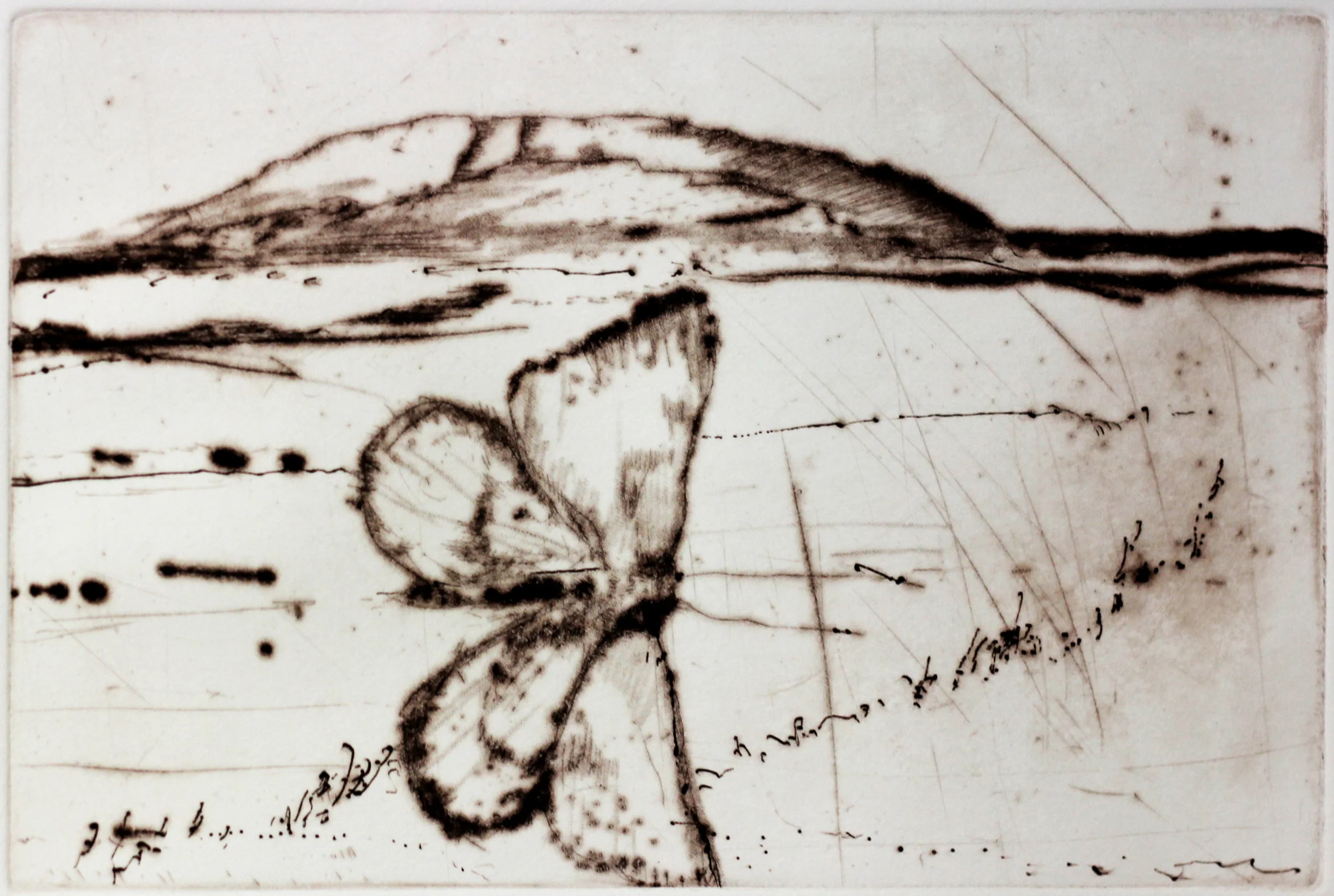 WA Moth 2011