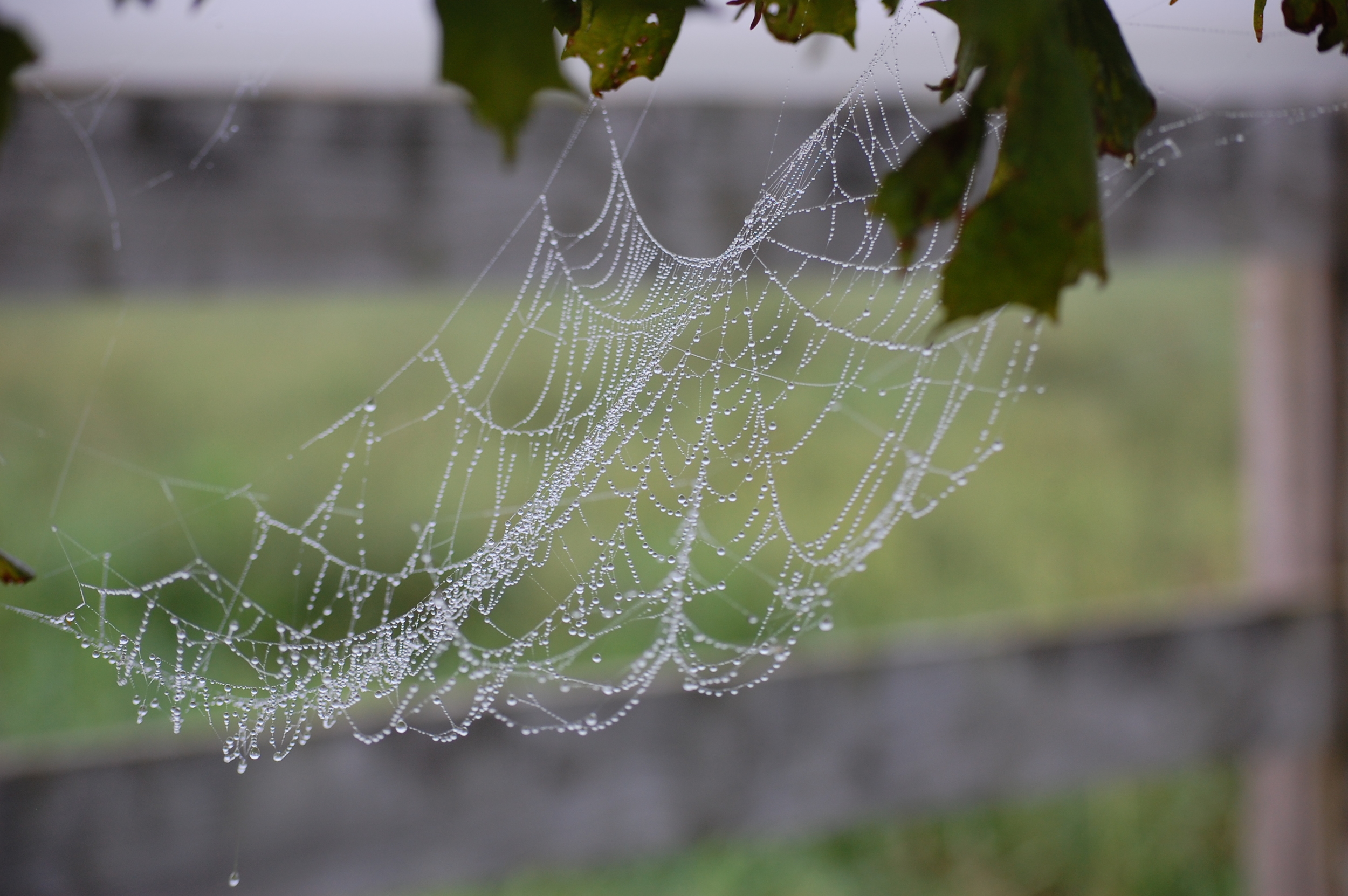 Belleame Farm Spider Web