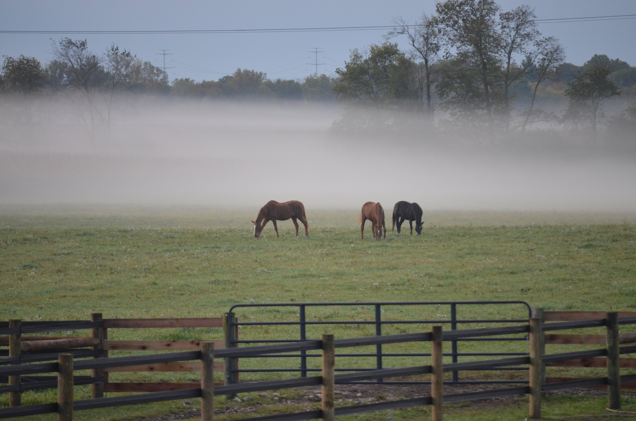 Belleame Farm Horses and Fog