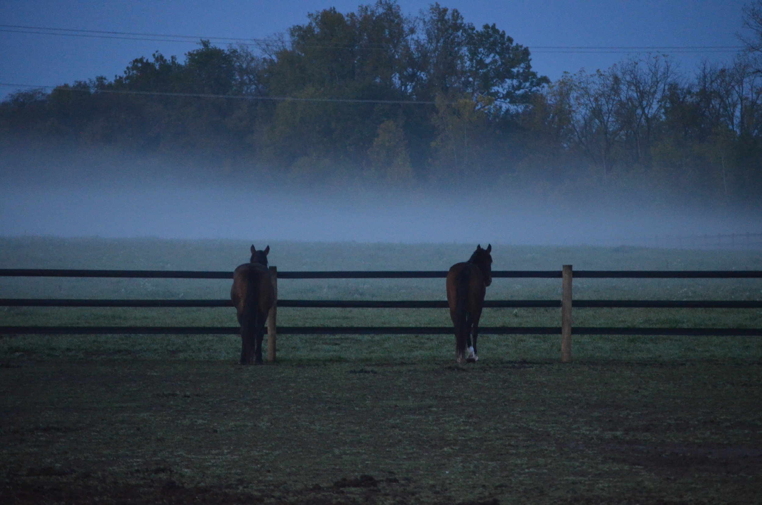 Belleame Farm Horses and Fog