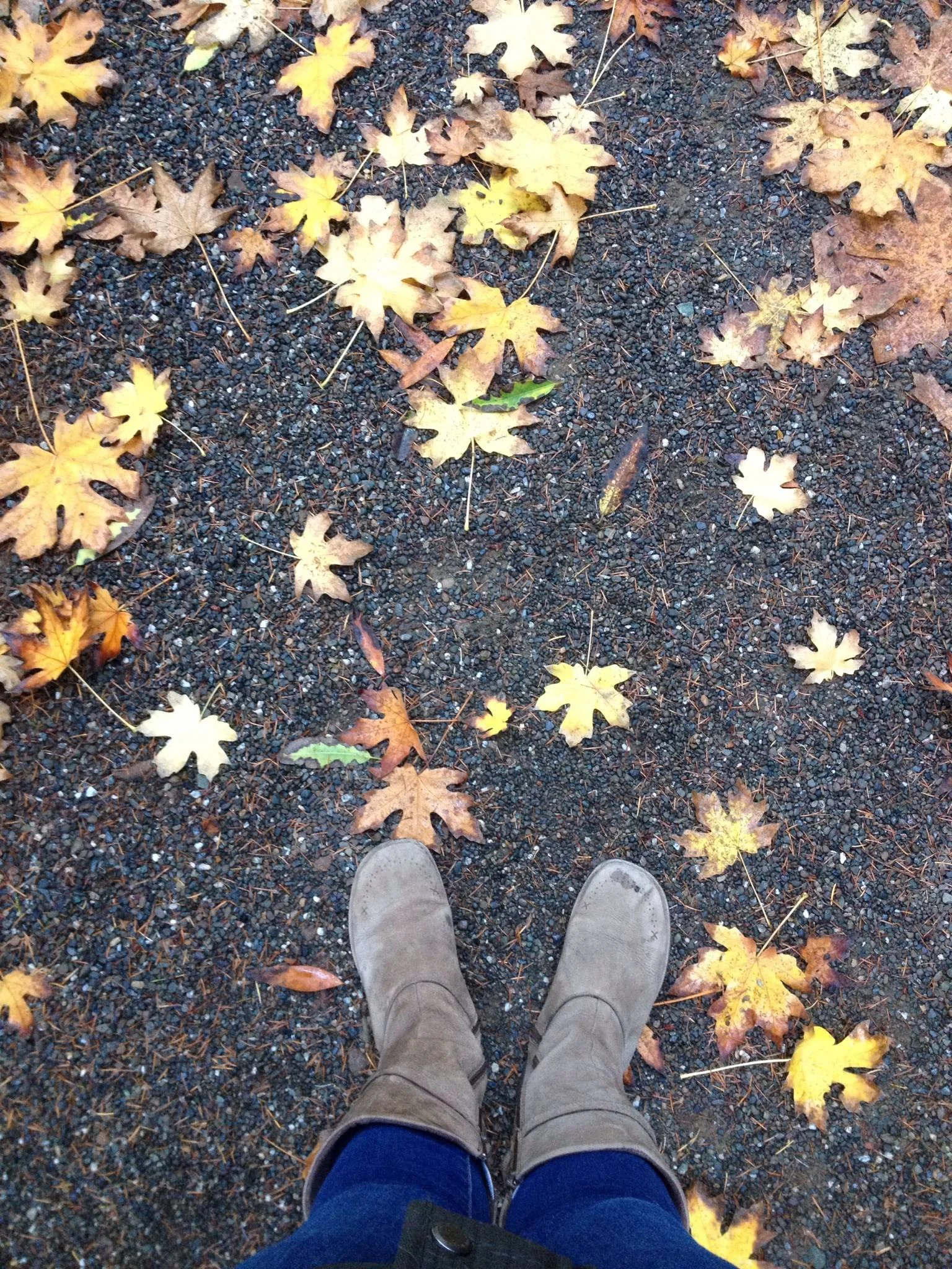fall.jpg