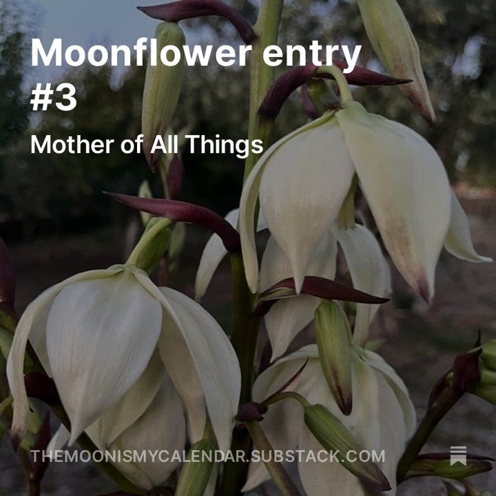 This morning I sat down to write an email with a discount code for moon calendars on Mother's Day, but instead it turned into this whole Moonflower entry.⁠
⁠
There is so much that wants to flow through but social media doesn't feel like the place to 