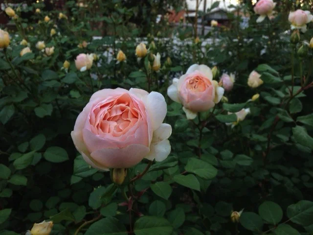 Talking Adelaide's spring roses.