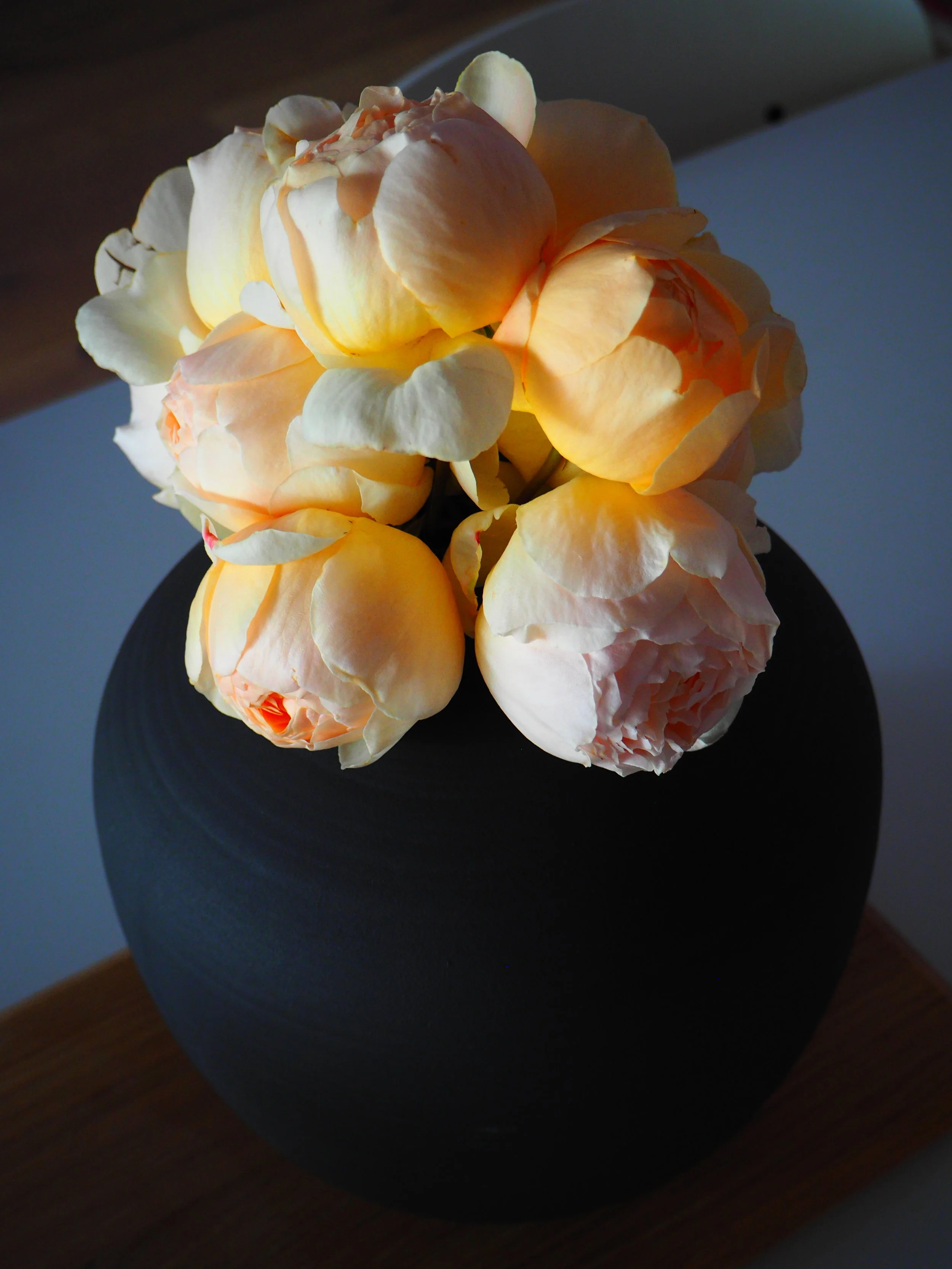 St Jude Obscure David Austin Roses