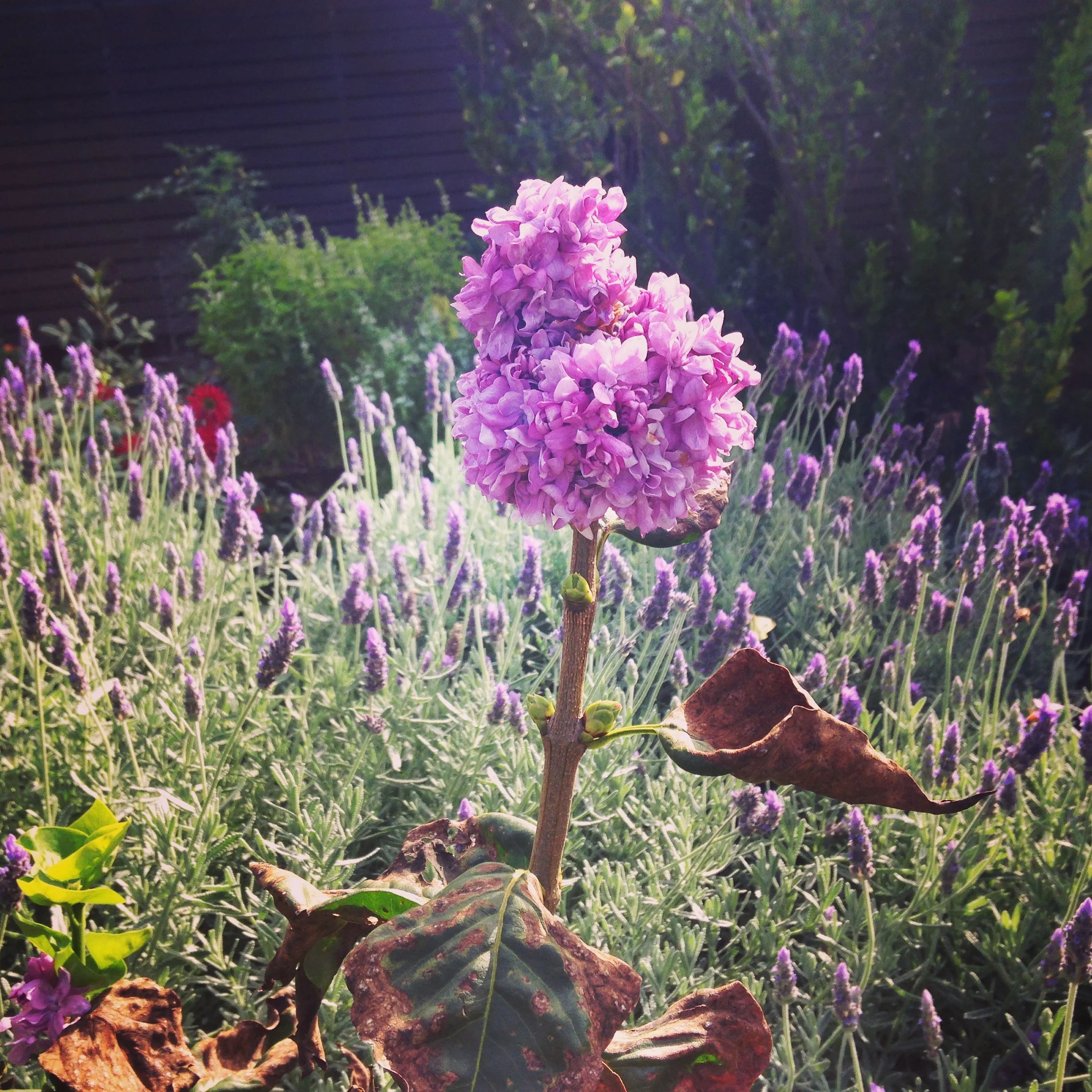 Lilac and lavender in home garden, Wayville, Adelaide, Australia
